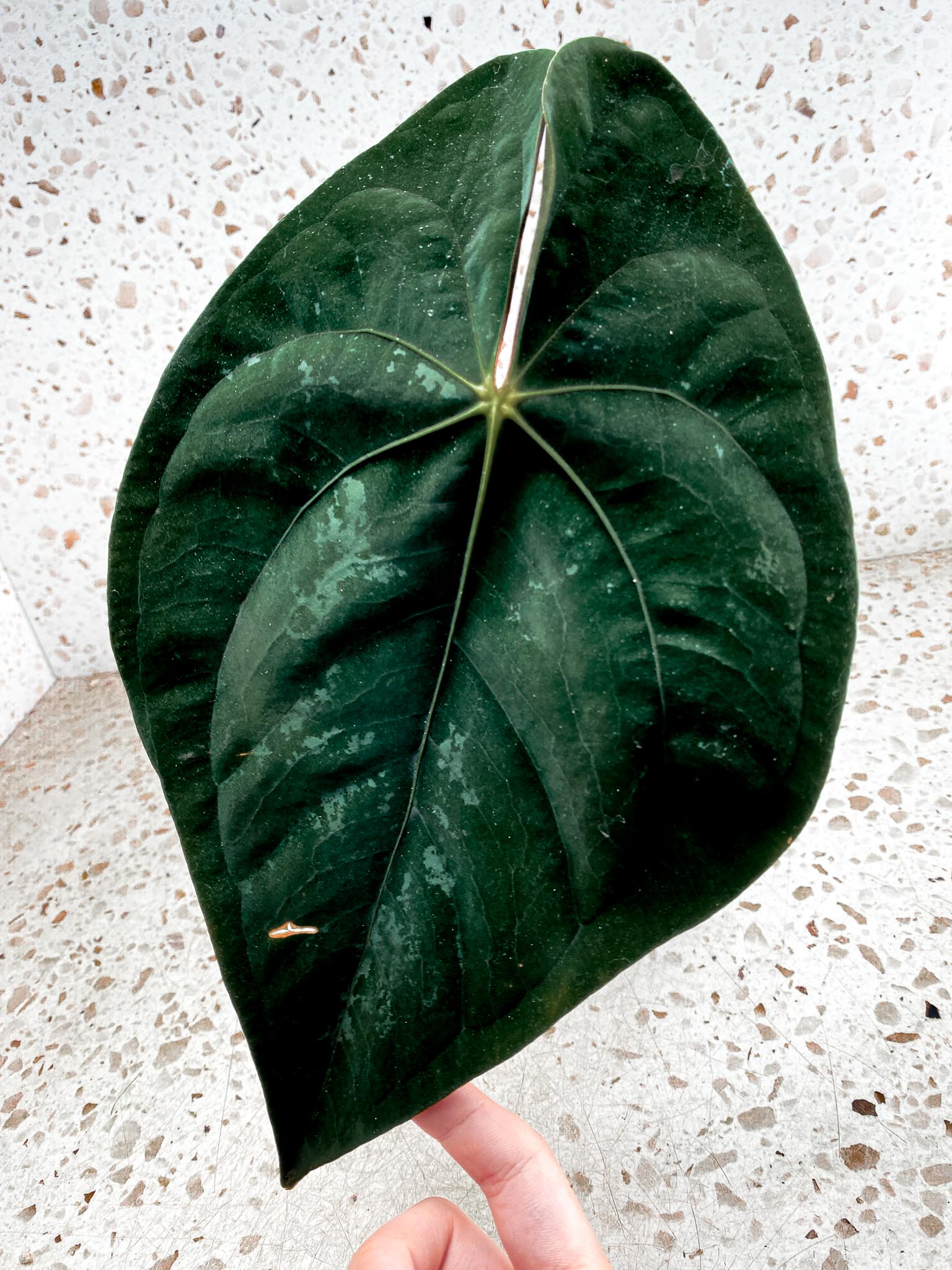 Unicorn: Anthurium Papillilaminum dark form 2 big leaves 1 sprout top cutting (rooting)