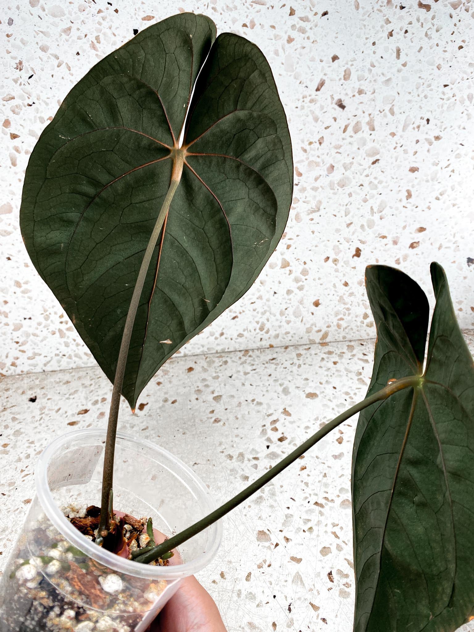 Unicorn: Anthurium Papillilaminum dark form 2 big leaves 1 sprout top cutting (rooting)