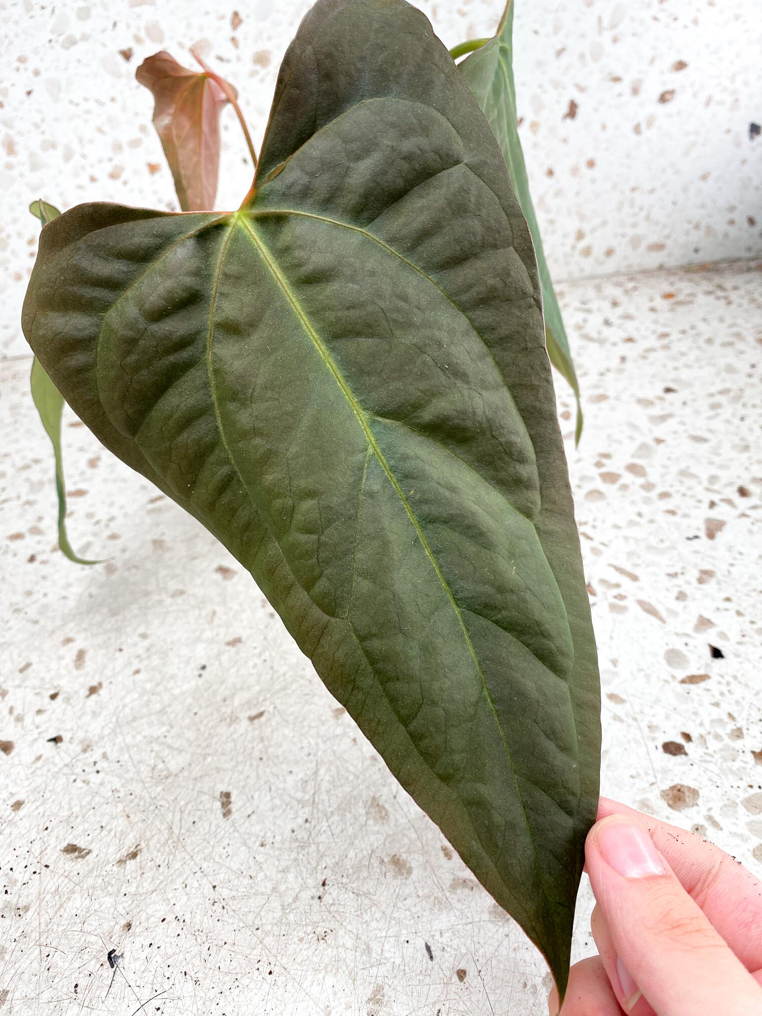 Unicorn: Anthurium Blue Papillilaminum x Dorito multiple big leaves top cutting newest leaf still growing (rooting) Mother plant