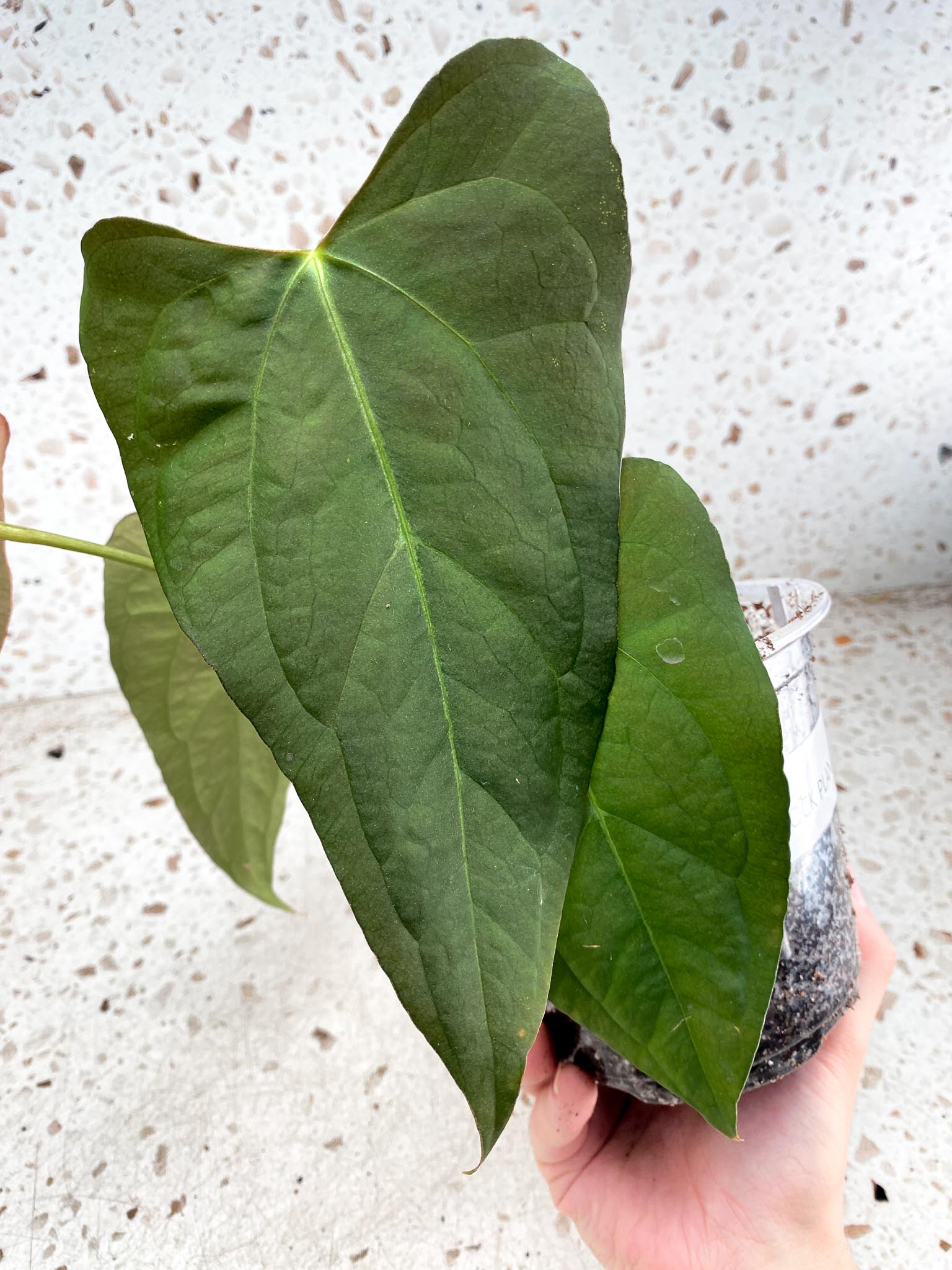 Unicorn: Anthurium Blue Papillilaminum x Dorito multiple big leaves top cutting newest leaf still growing (rooting) Mother plant