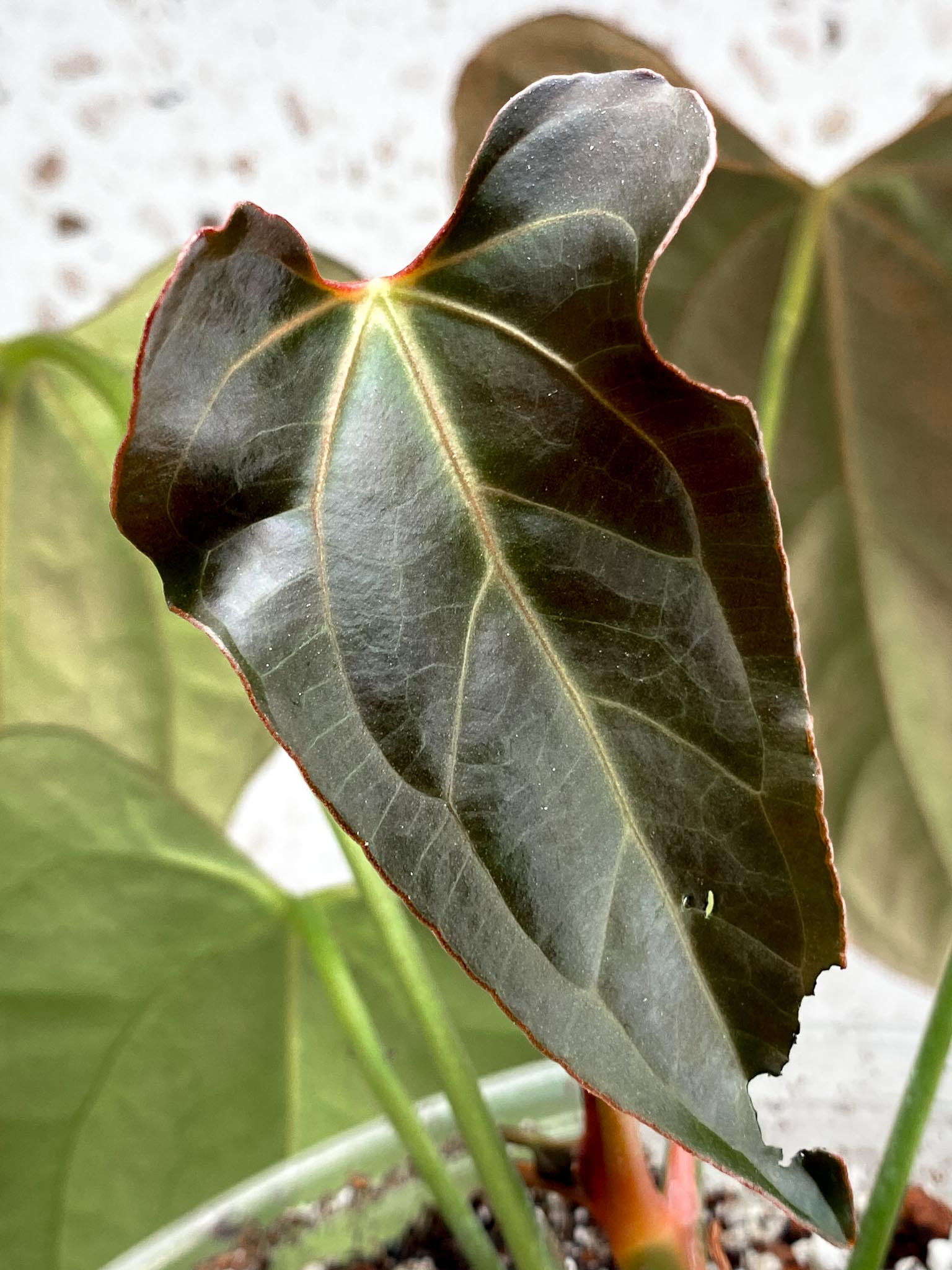 Unicorn: Anthurium Blue Papillilaminum x Dorito multiple big leaves top cutting newest leaf still growing (rooting) Mother plant