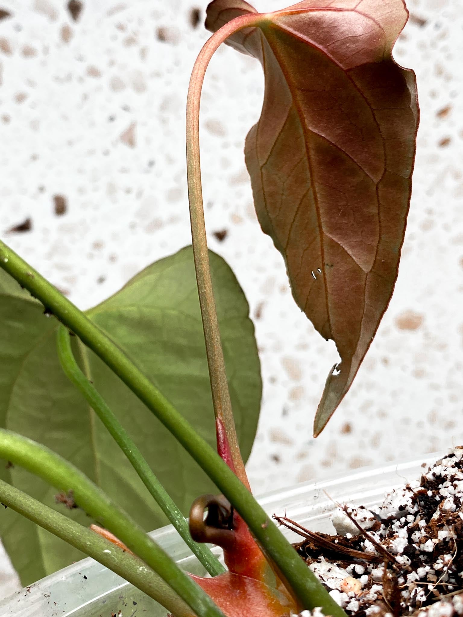 Unicorn: Anthurium Blue Papillilaminum x Dorito multiple big leaves top cutting newest leaf still growing (rooting) Mother plant