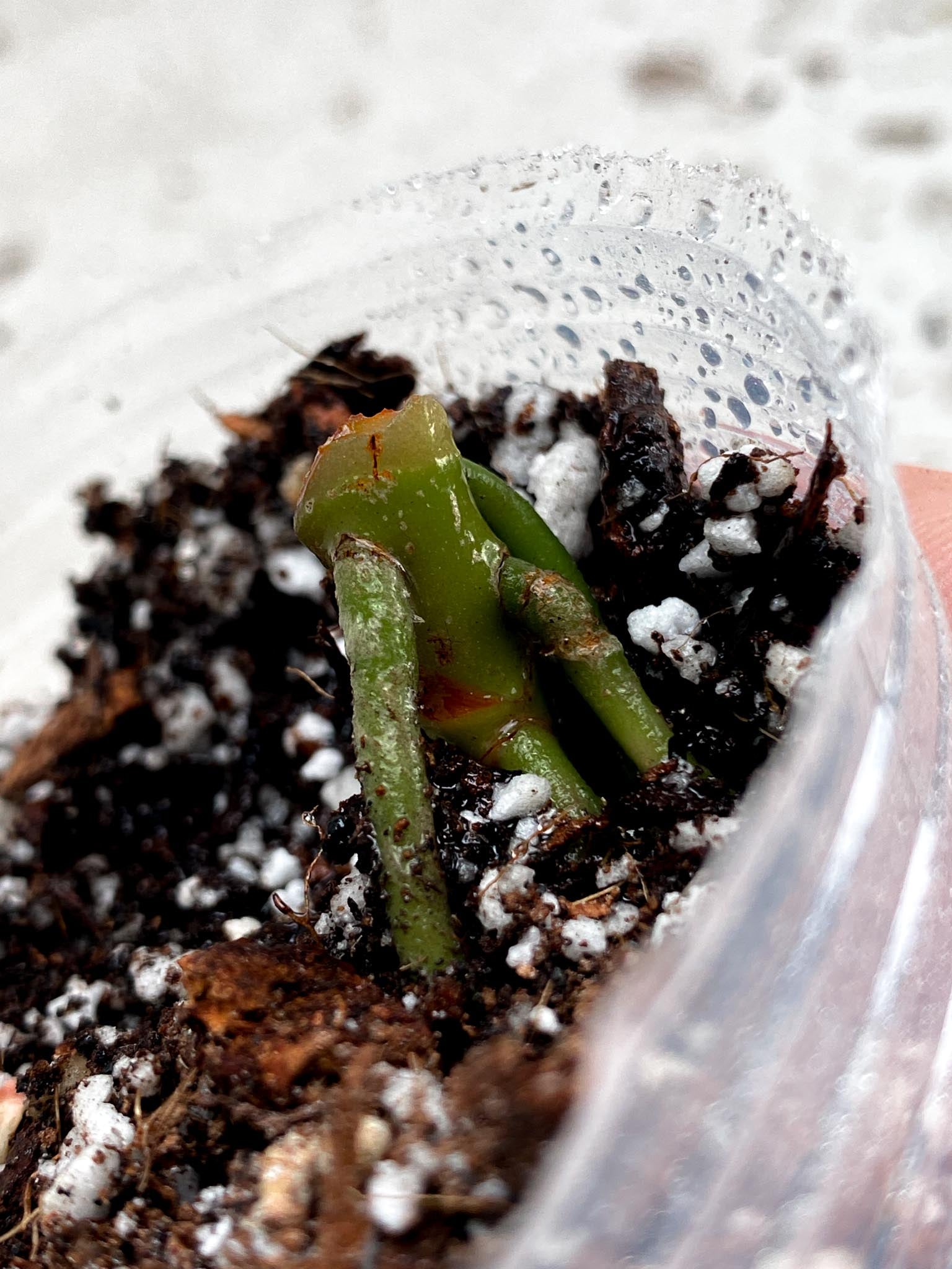 Anthurium Blue Papillilaminum x Dorito node (rooting)