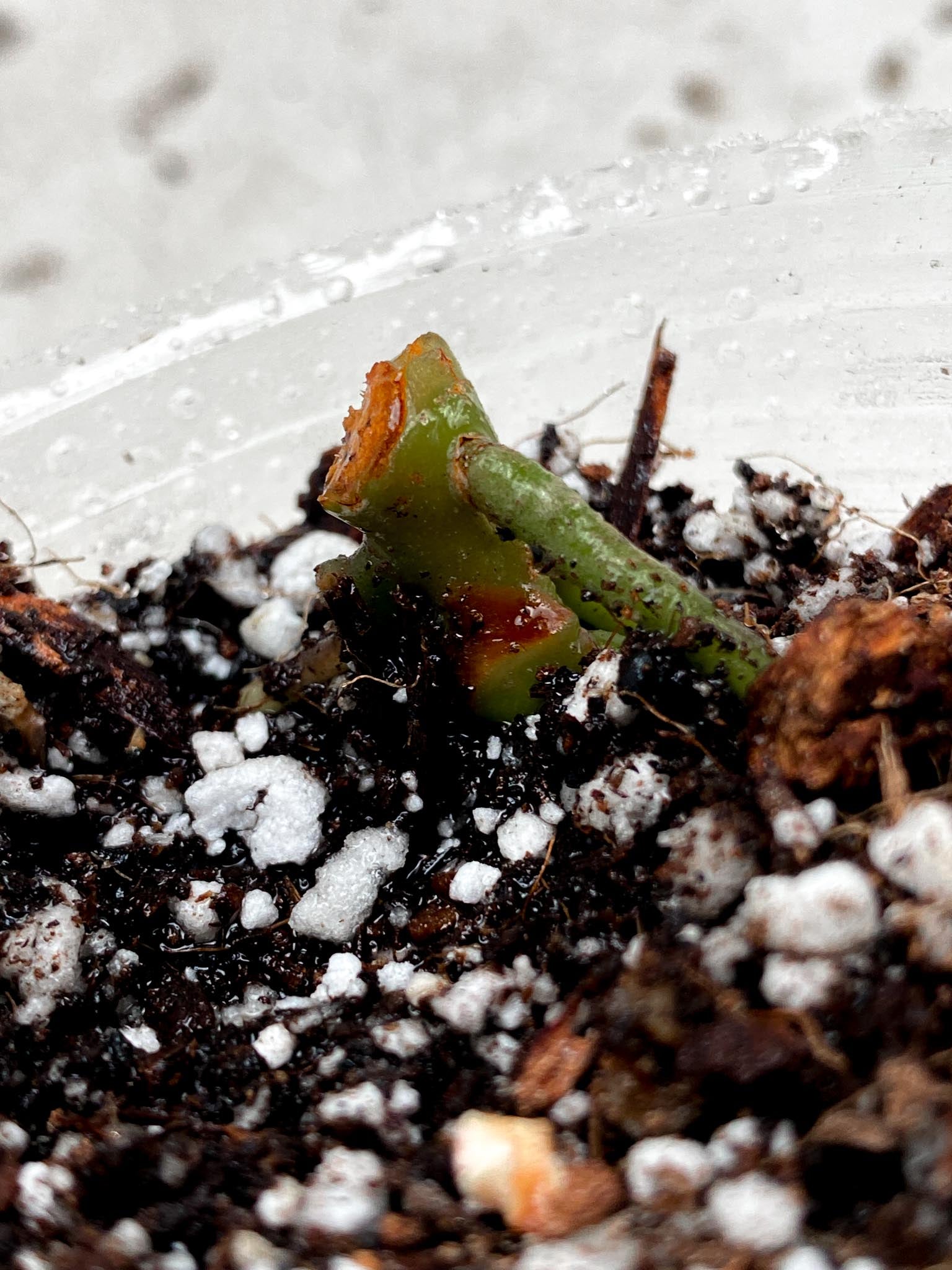 Anthurium Blue Papillilaminum x Dorito node (rooting)