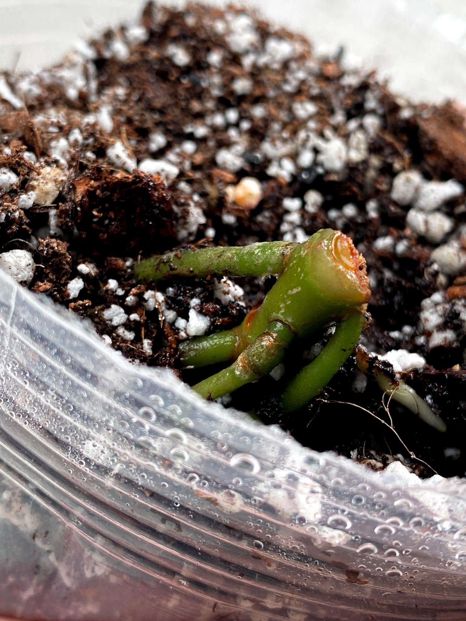 Anthurium Blue Papillilaminum x Dorito node (rooting)