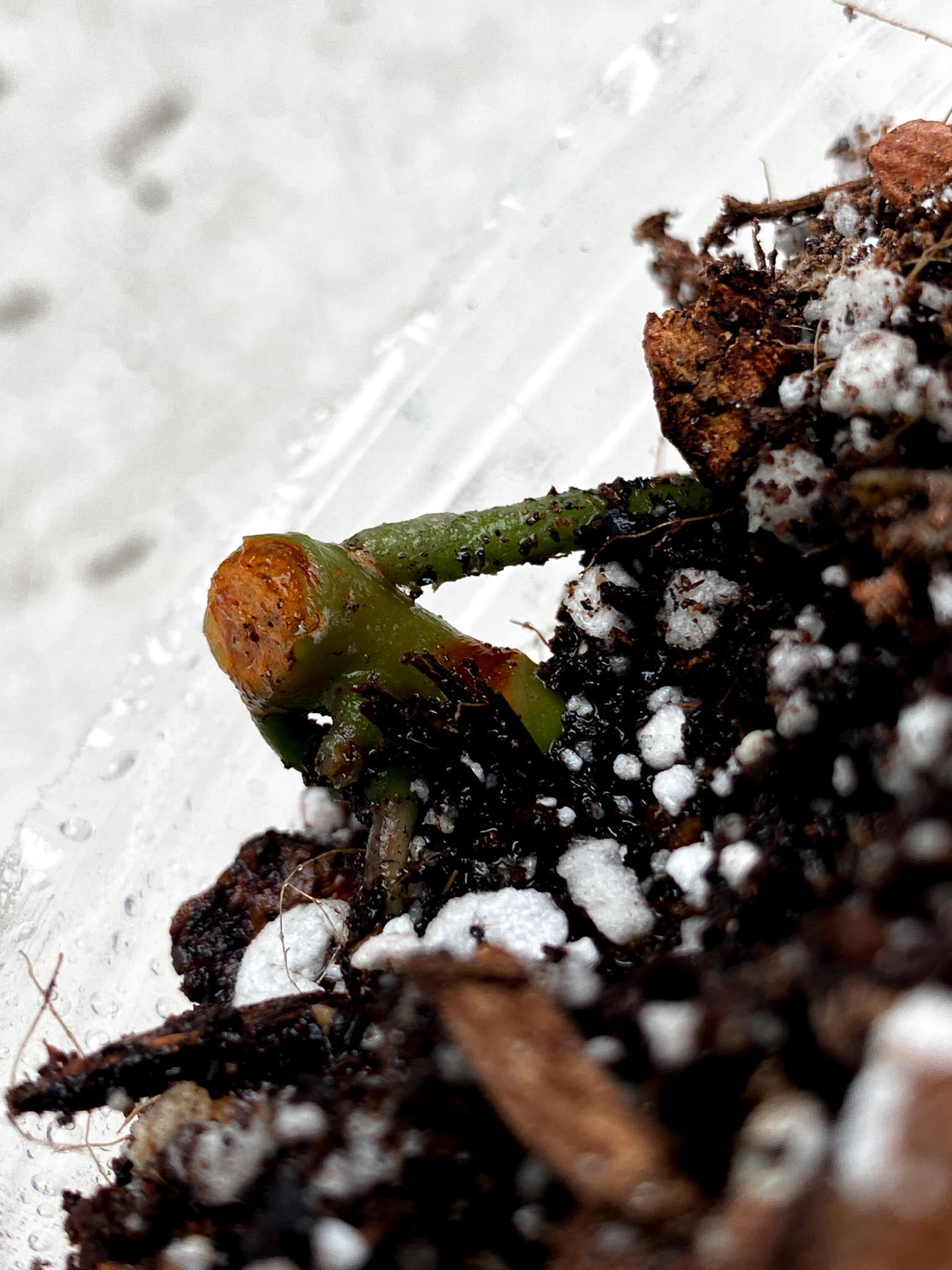 Anthurium Blue Papillilaminum x Dorito node (rooting)