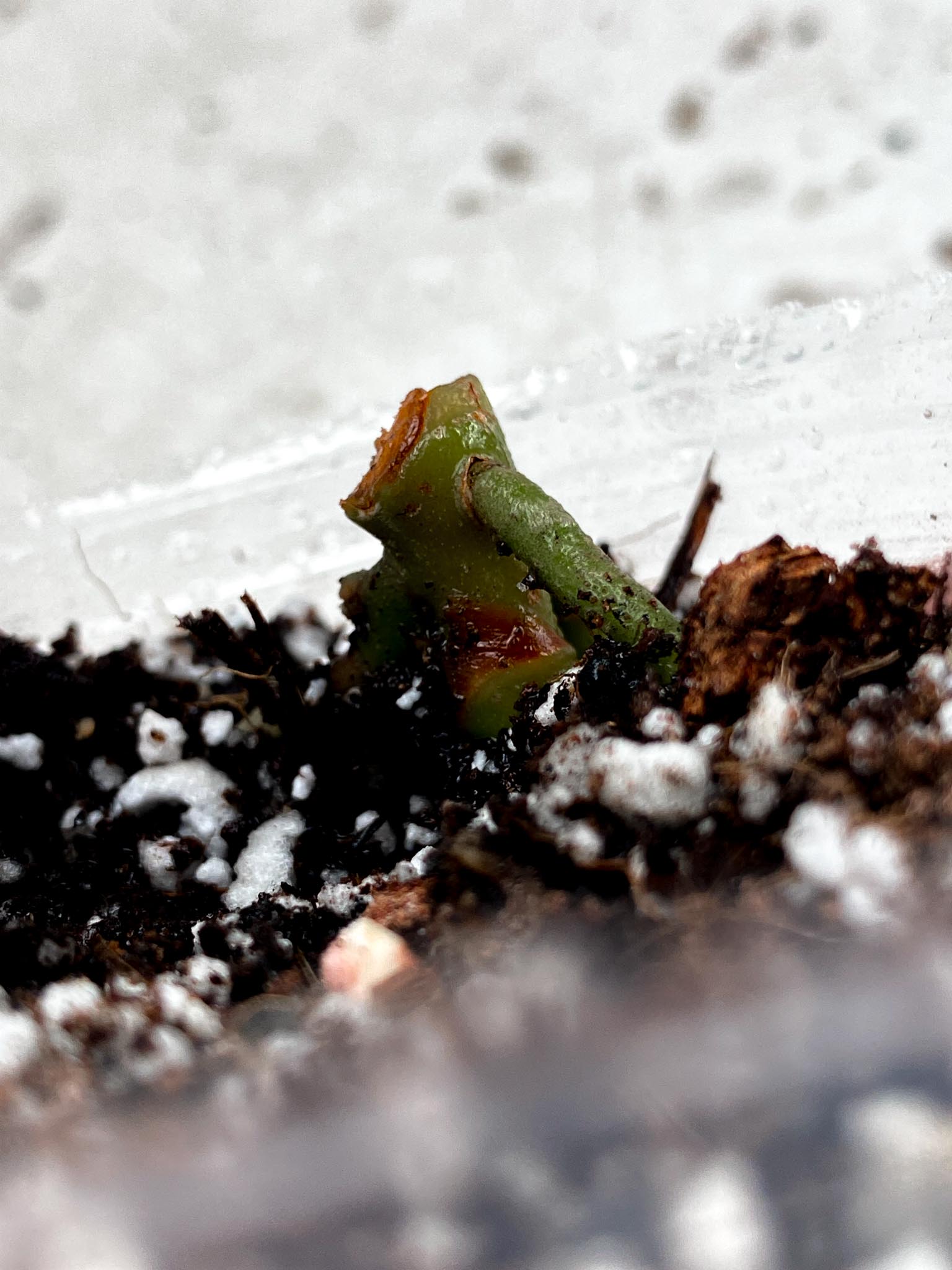 Anthurium Blue Papillilaminum x Dorito node (rooting)