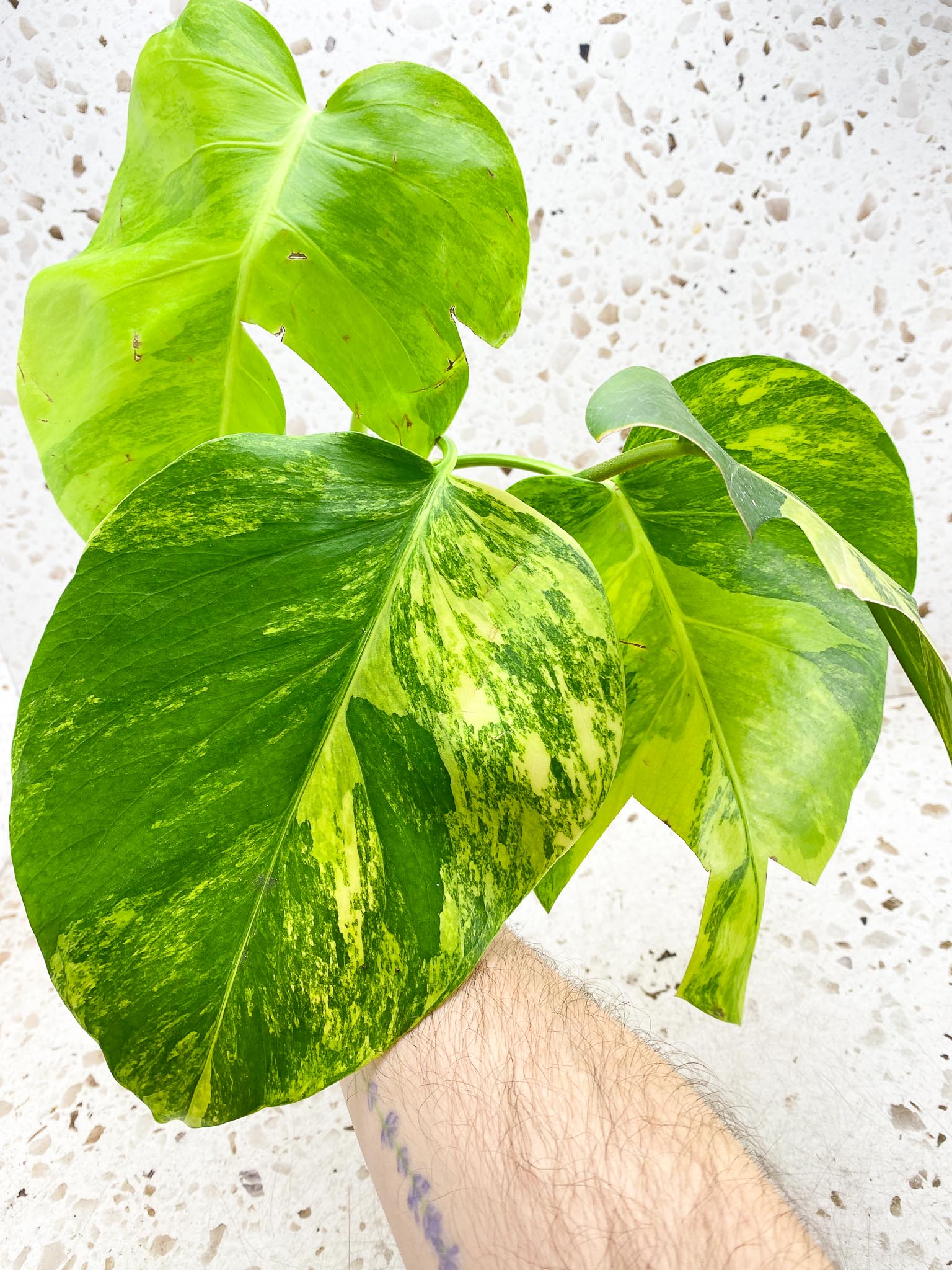 Monstera Aurea Tricolor 4 leaf top cutting (rooting)