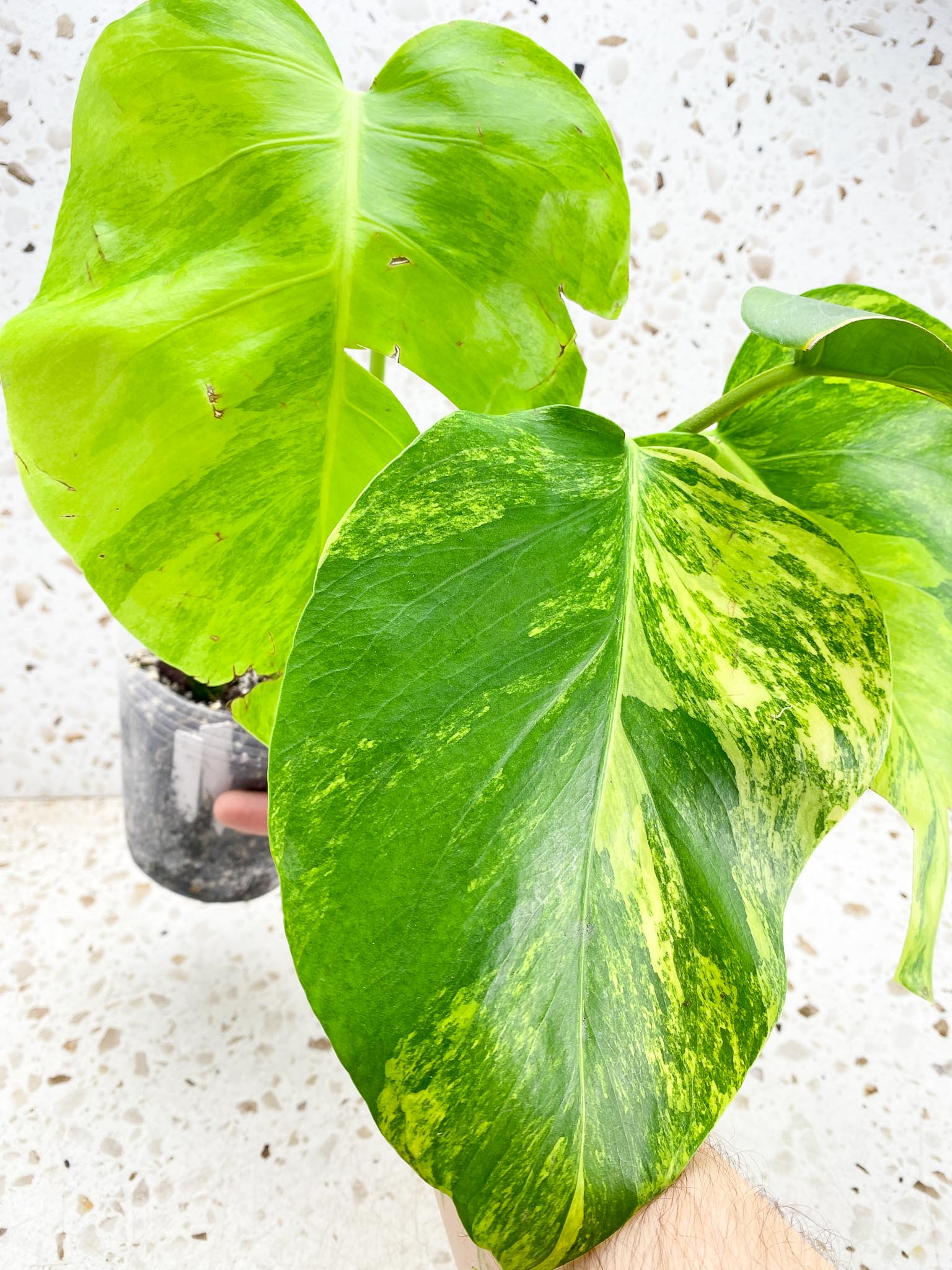 Monstera Aurea Tricolor 4 leaf top cutting (rooting)