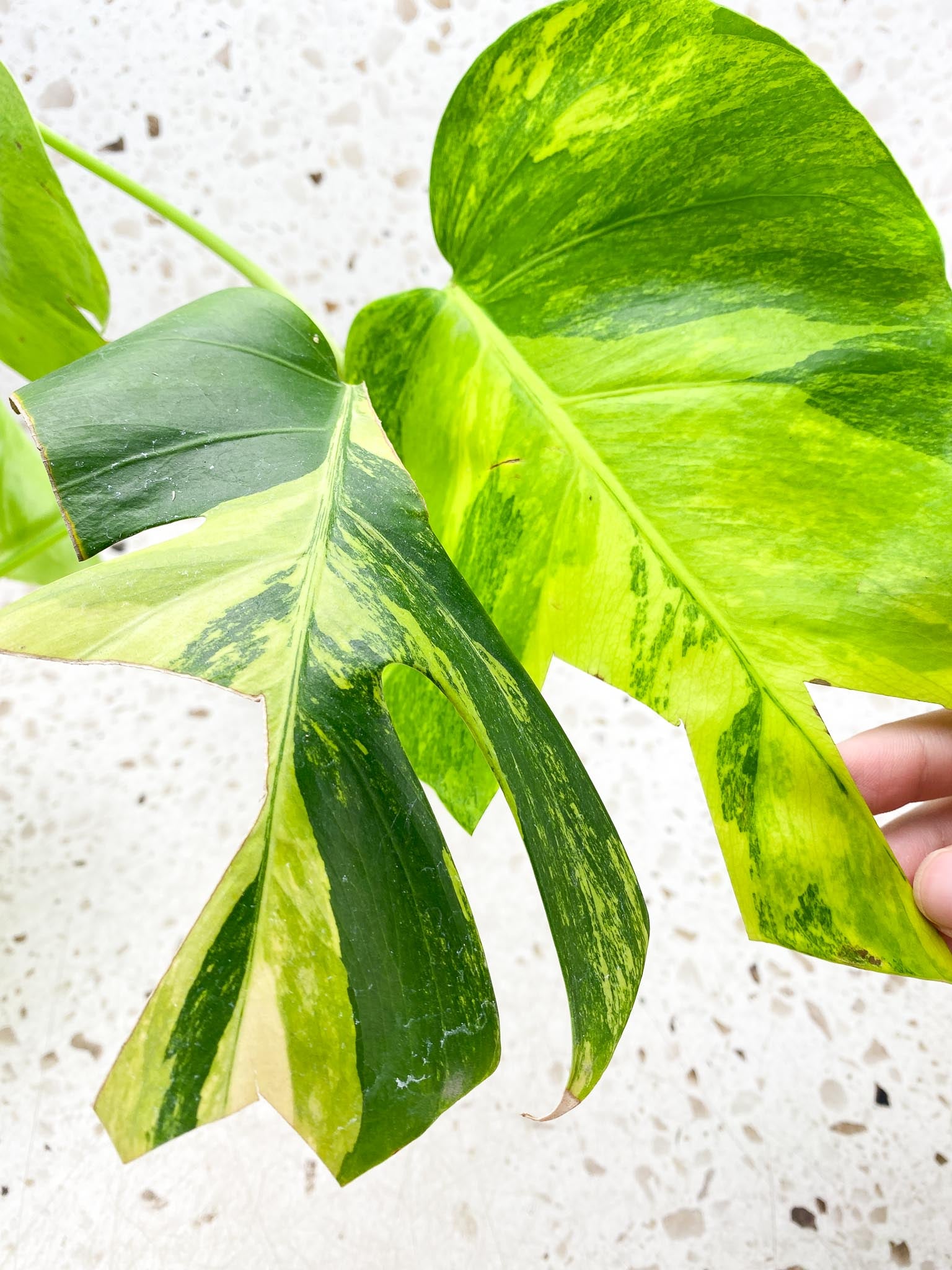 Monstera Aurea Tricolor 4 leaf top cutting (rooting)