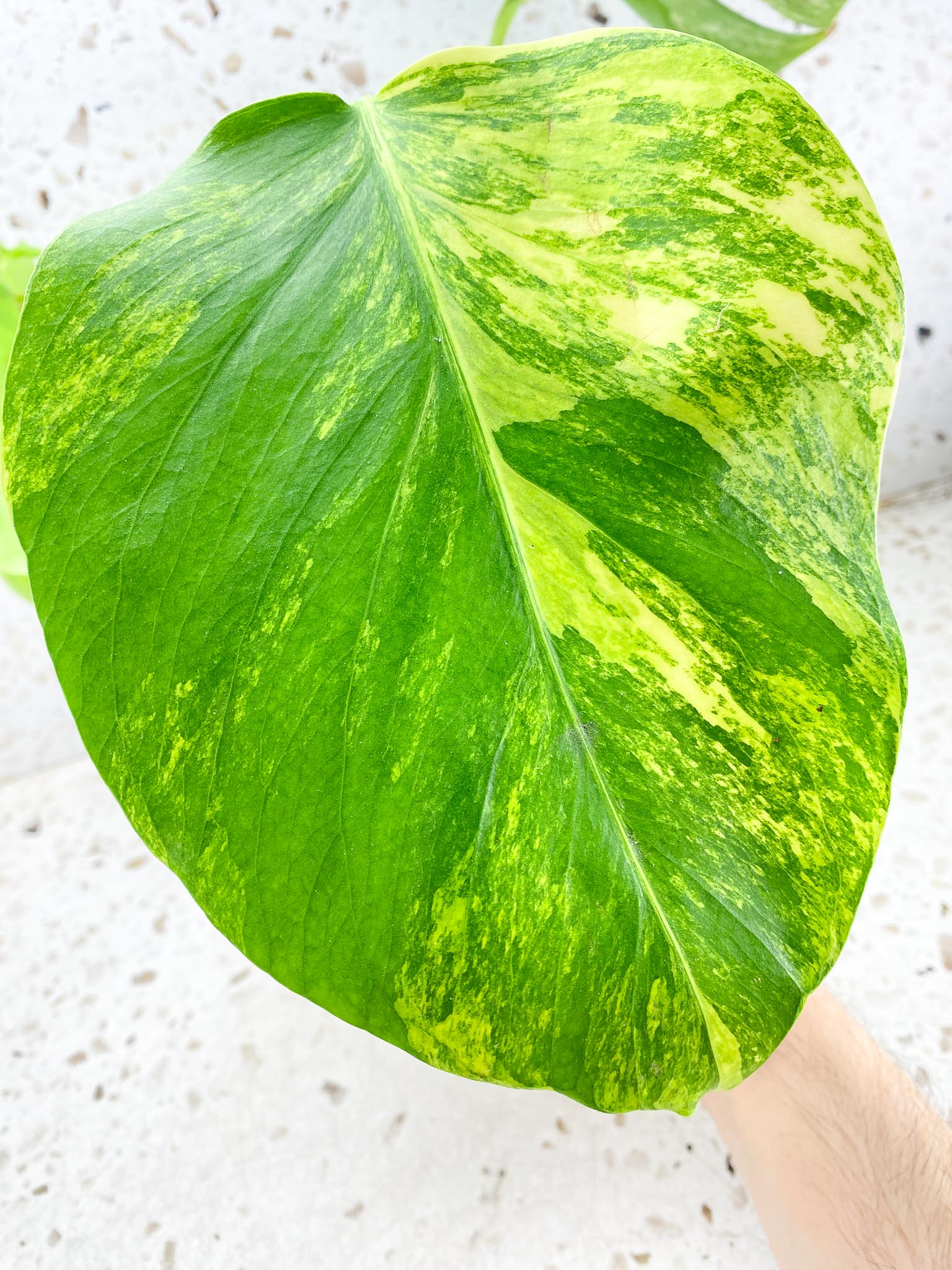 Monstera Aurea Tricolor 4 leaf top cutting (rooting)