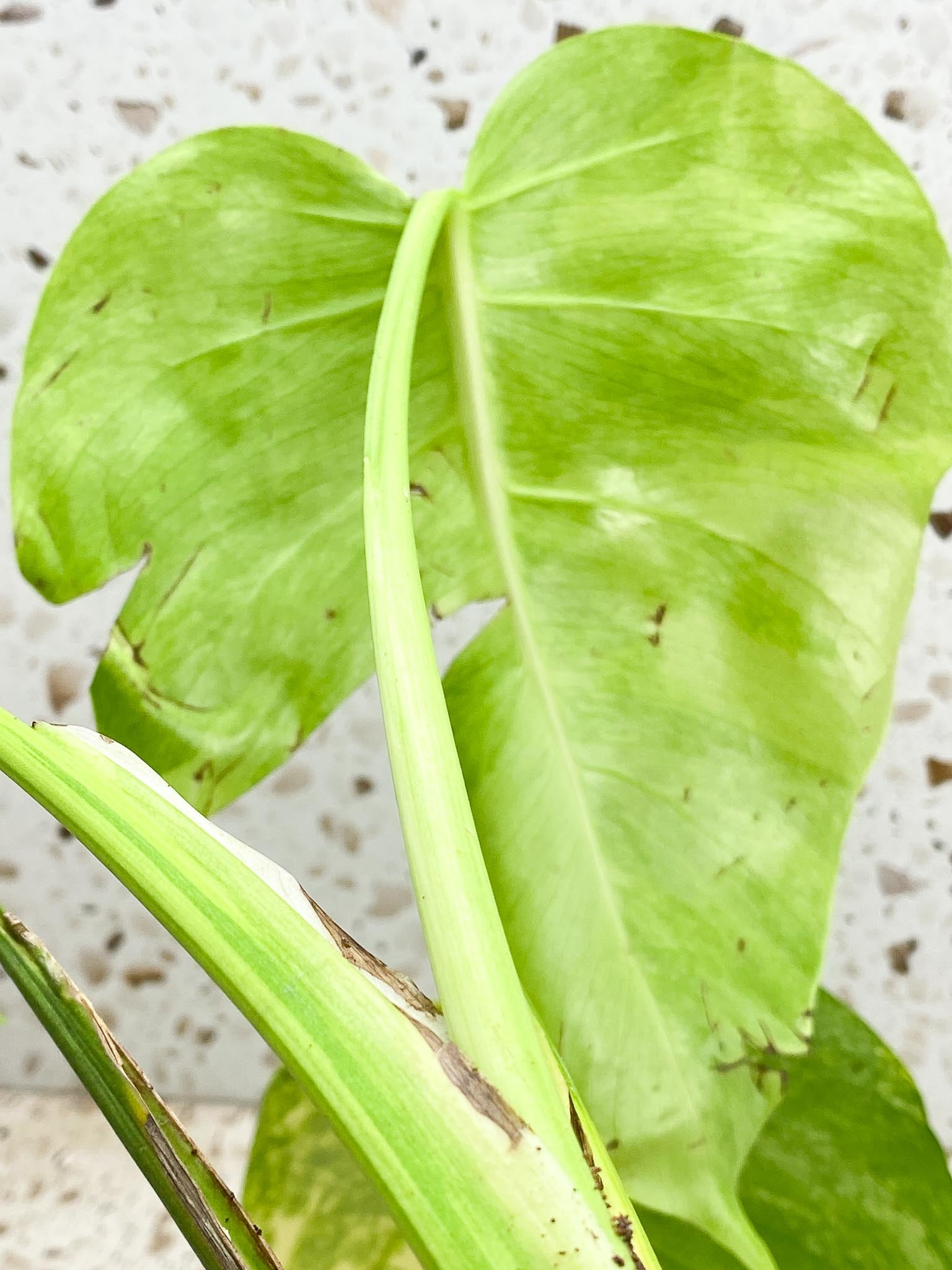 Monstera Aurea Tricolor 4 leaf top cutting (rooting)