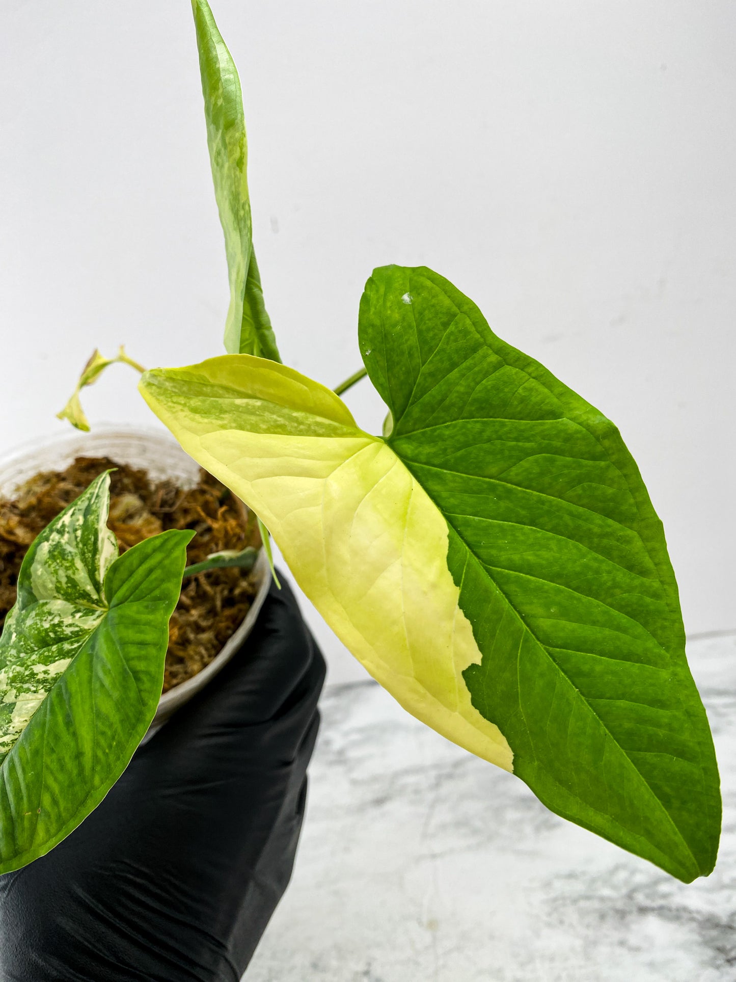 Syngonium Aurea 4 leaves 1 unfurling