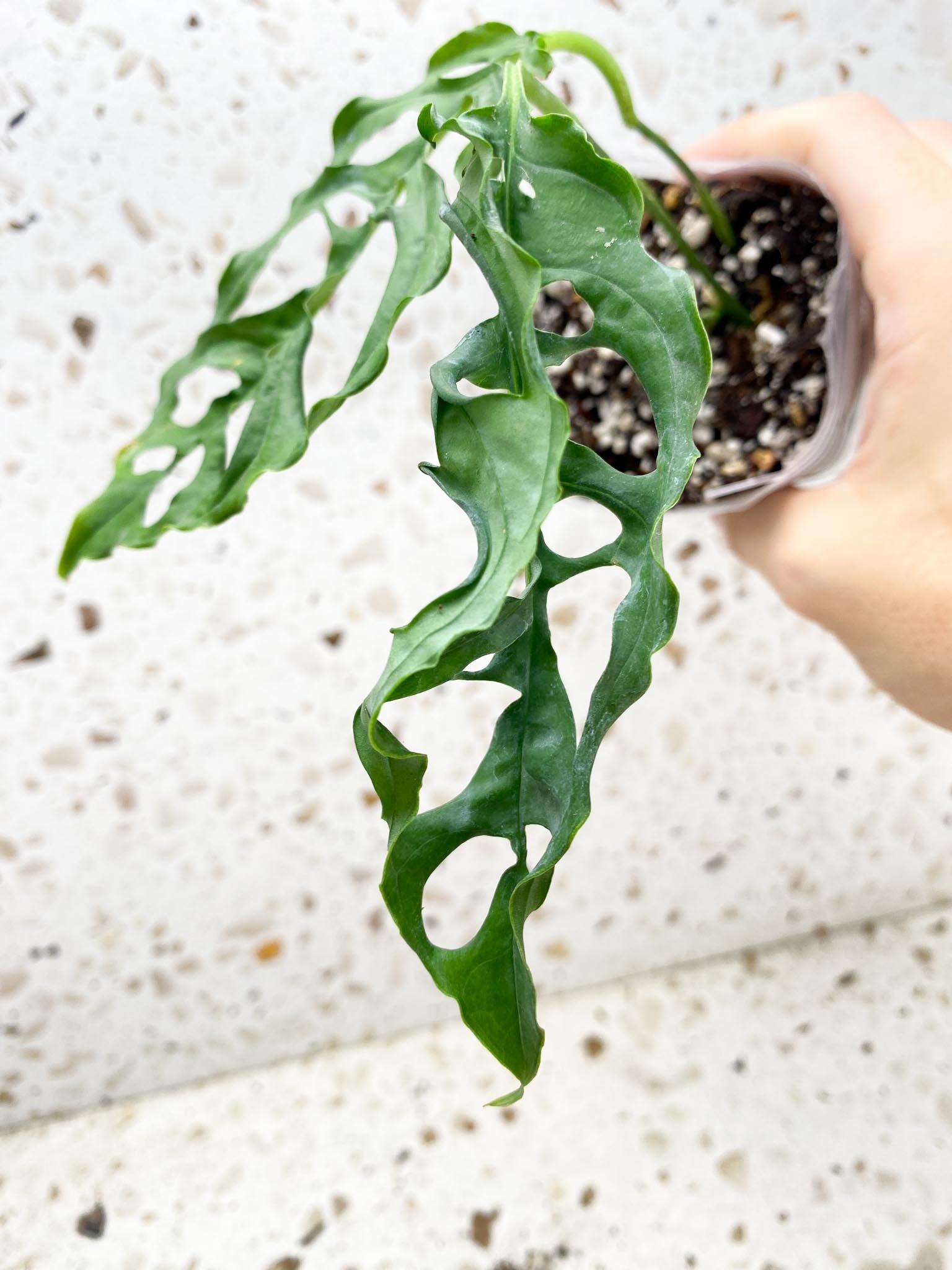 *Monstera Obliqua Peruvian 2 leaves with big sprout (rooting)