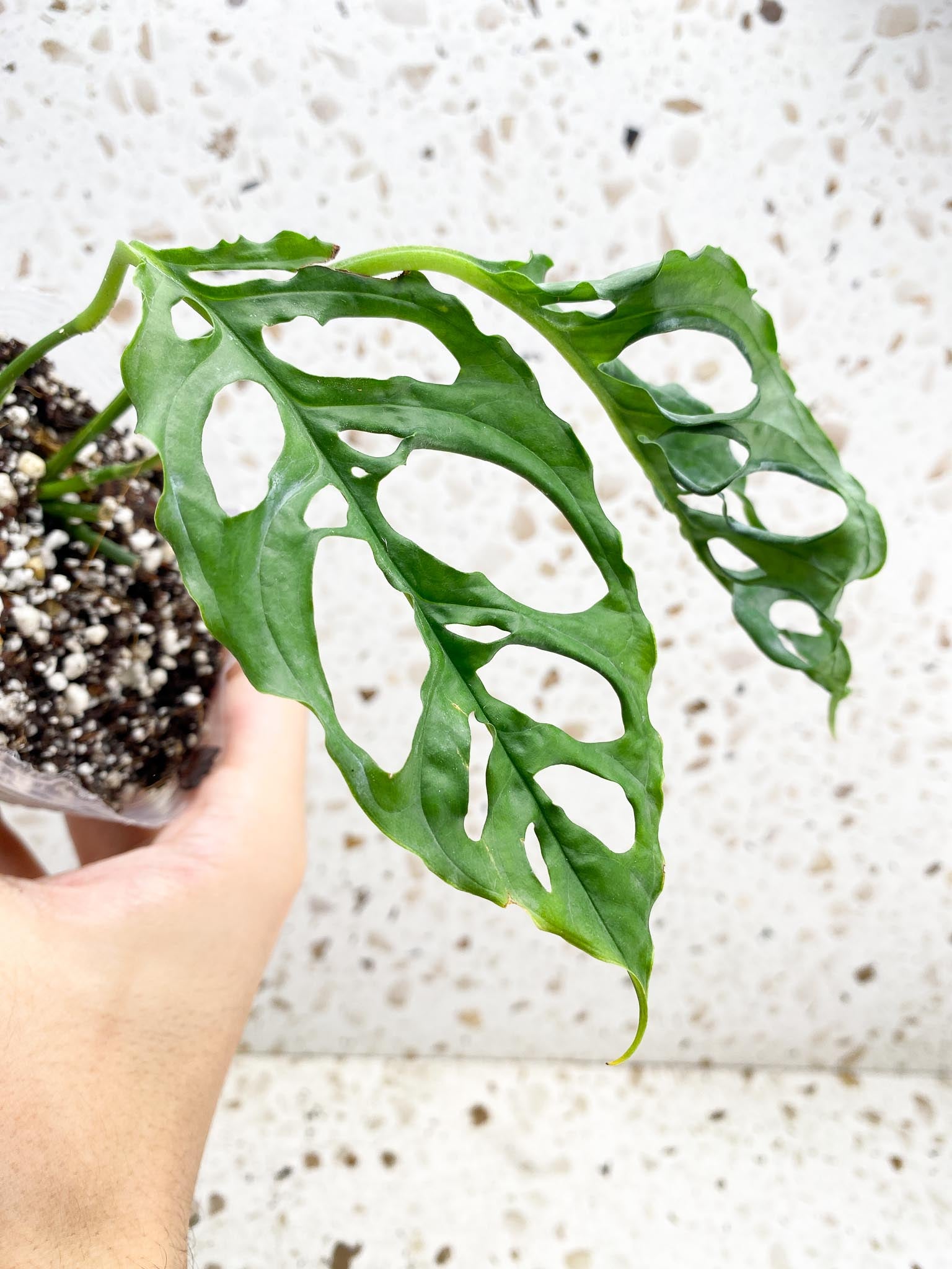 *Monstera Obliqua Peruvian 2 leaves with big sprout (rooting)