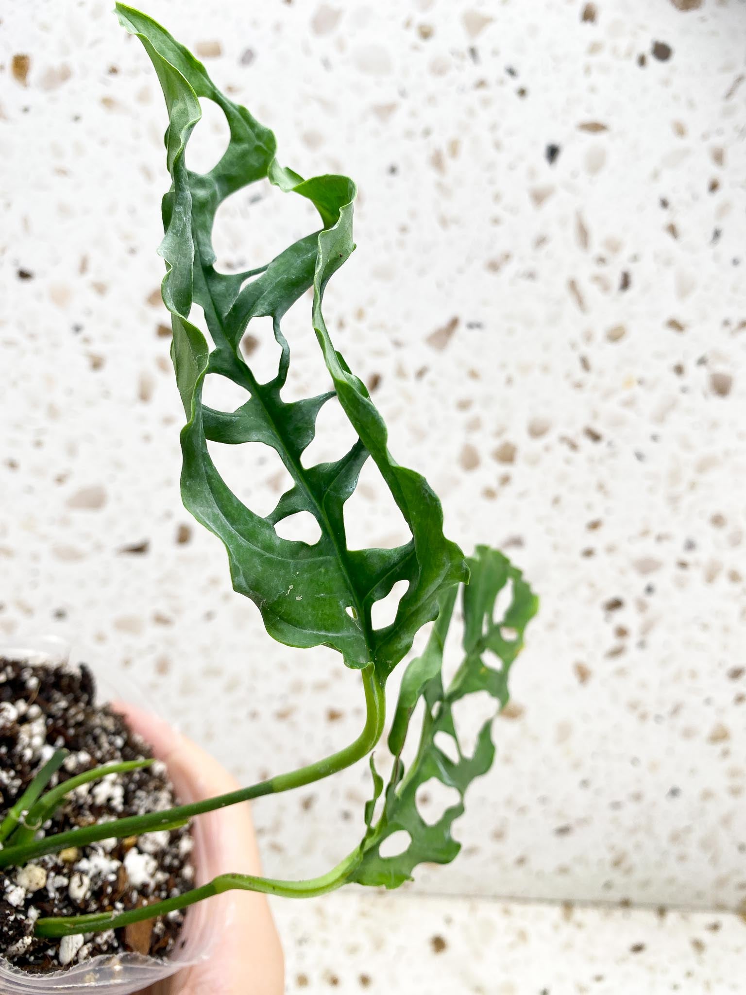 *Monstera Obliqua Peruvian 2 leaves with big sprout (rooting)