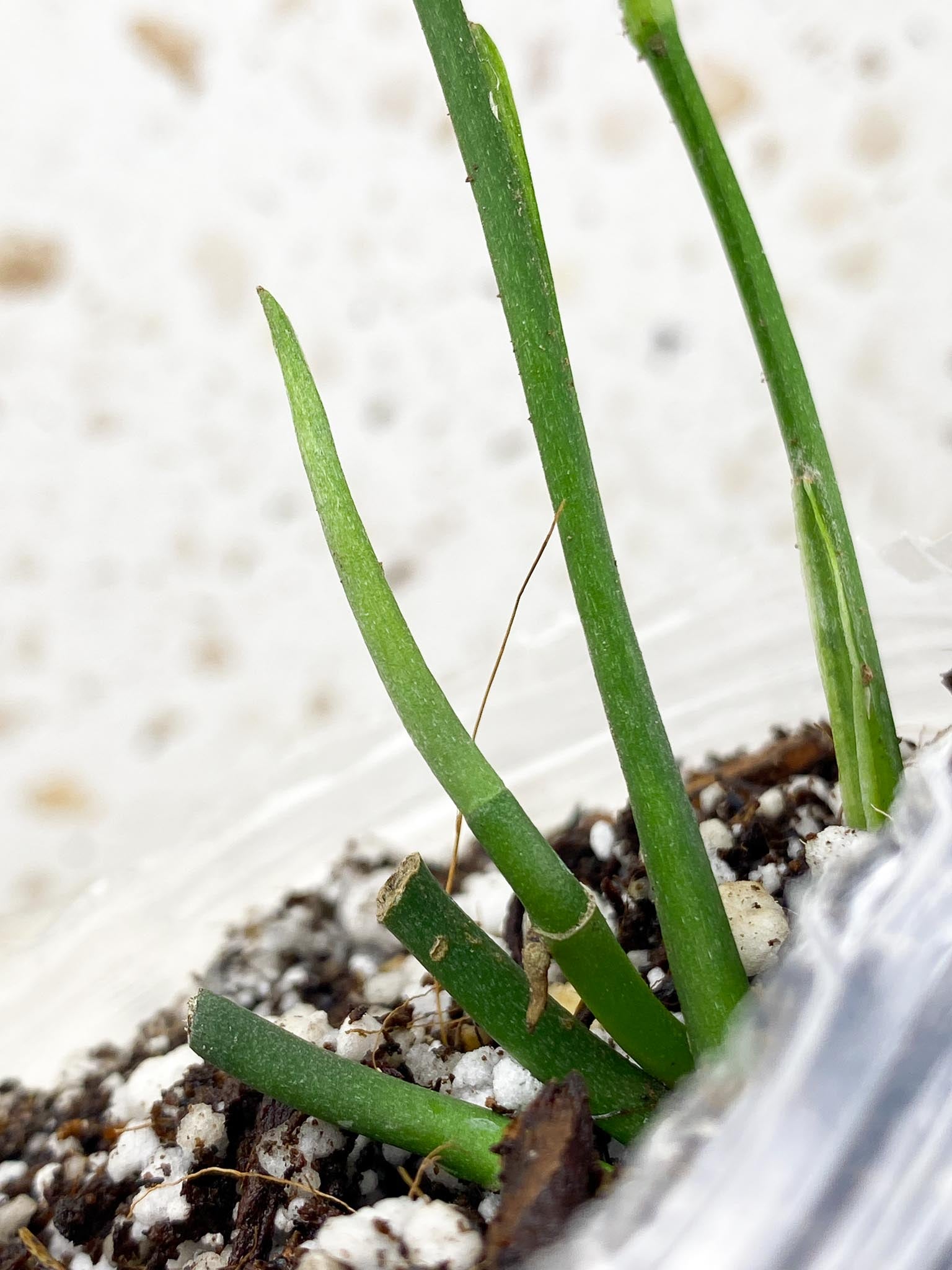 *Monstera Obliqua Peruvian 2 leaves with big sprout (rooting)