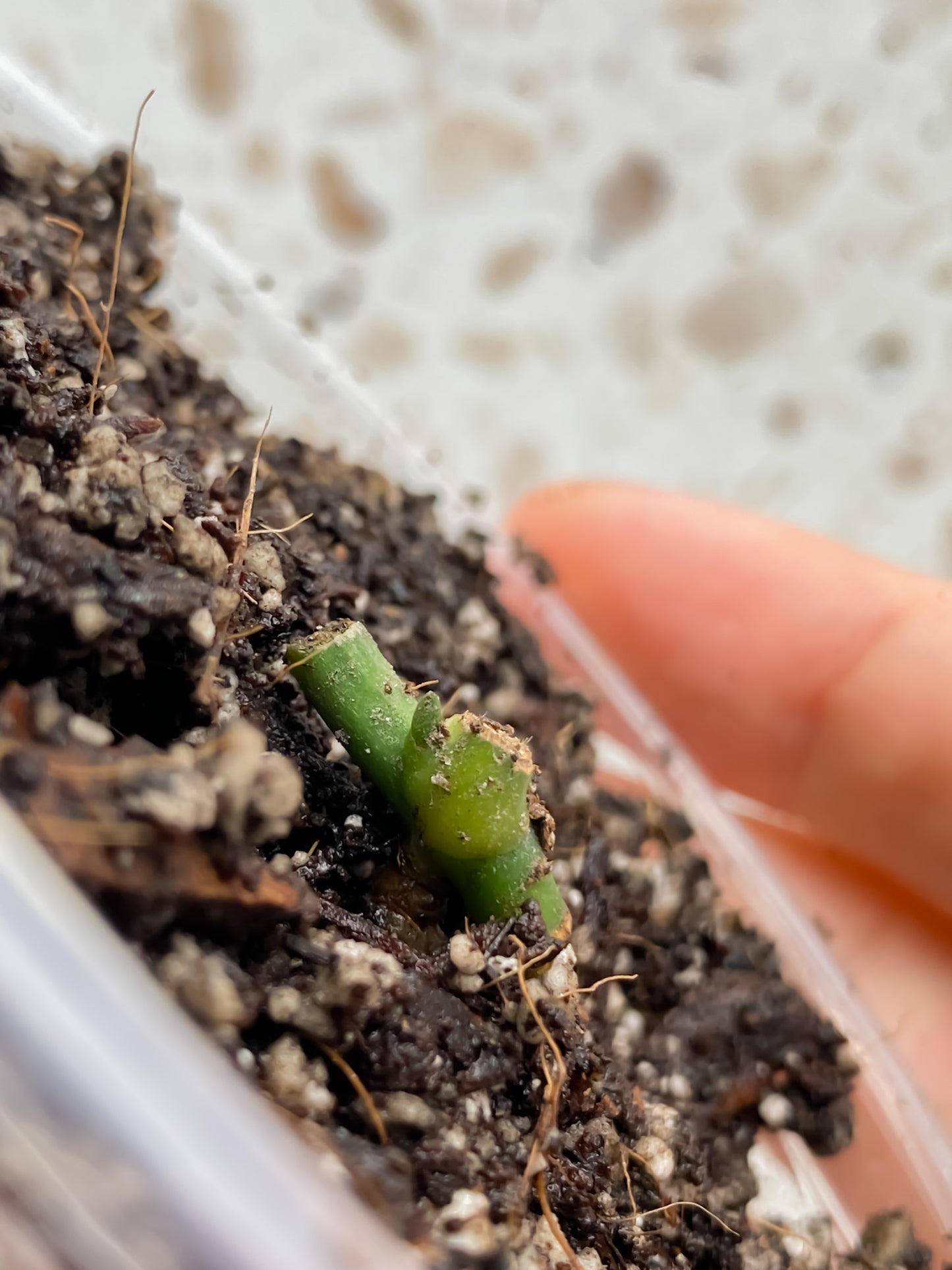 Scindapsus Moonlight Treubii Variegated node with sprout