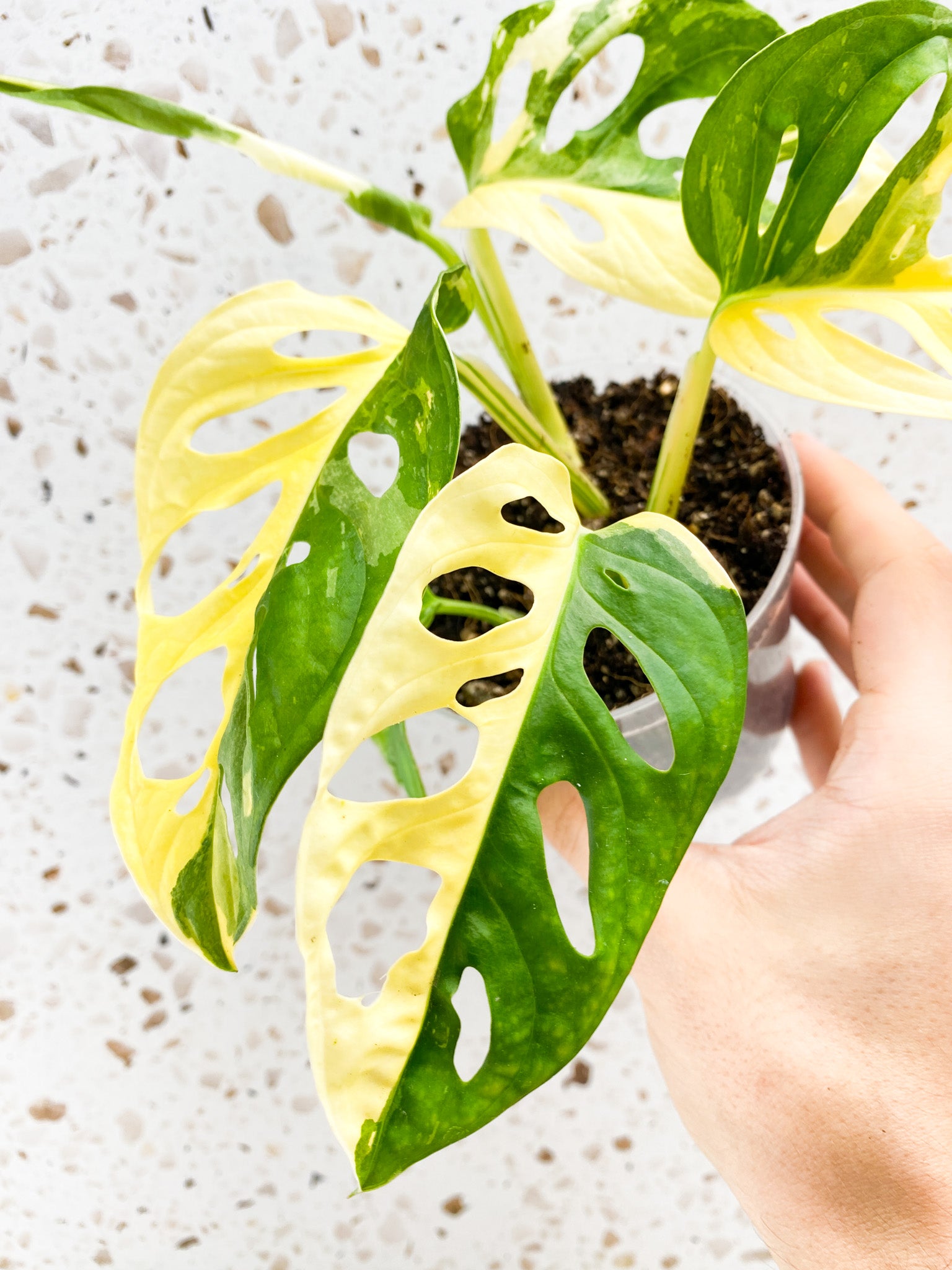 Monstera Adansonii Japanese Tricolor 5 leaves 1 unfurling top cutting