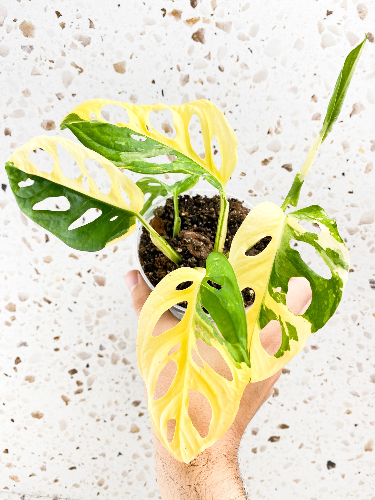 Monstera Adansonii Japanese Tricolor 5 leaves 1 unfurling top cutting