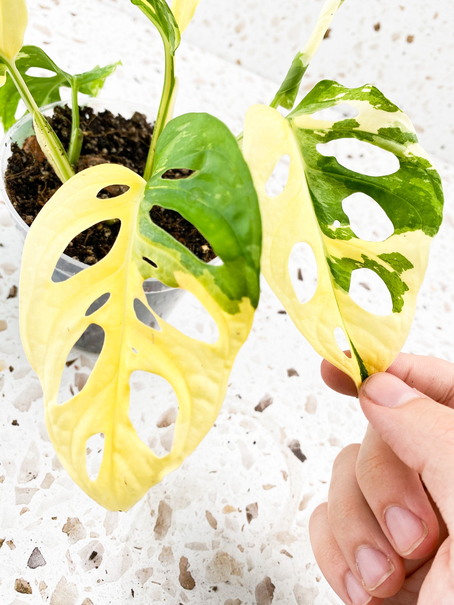 Monstera Adansonii Japanese Tricolor 5 leaves 1 unfurling top cutting