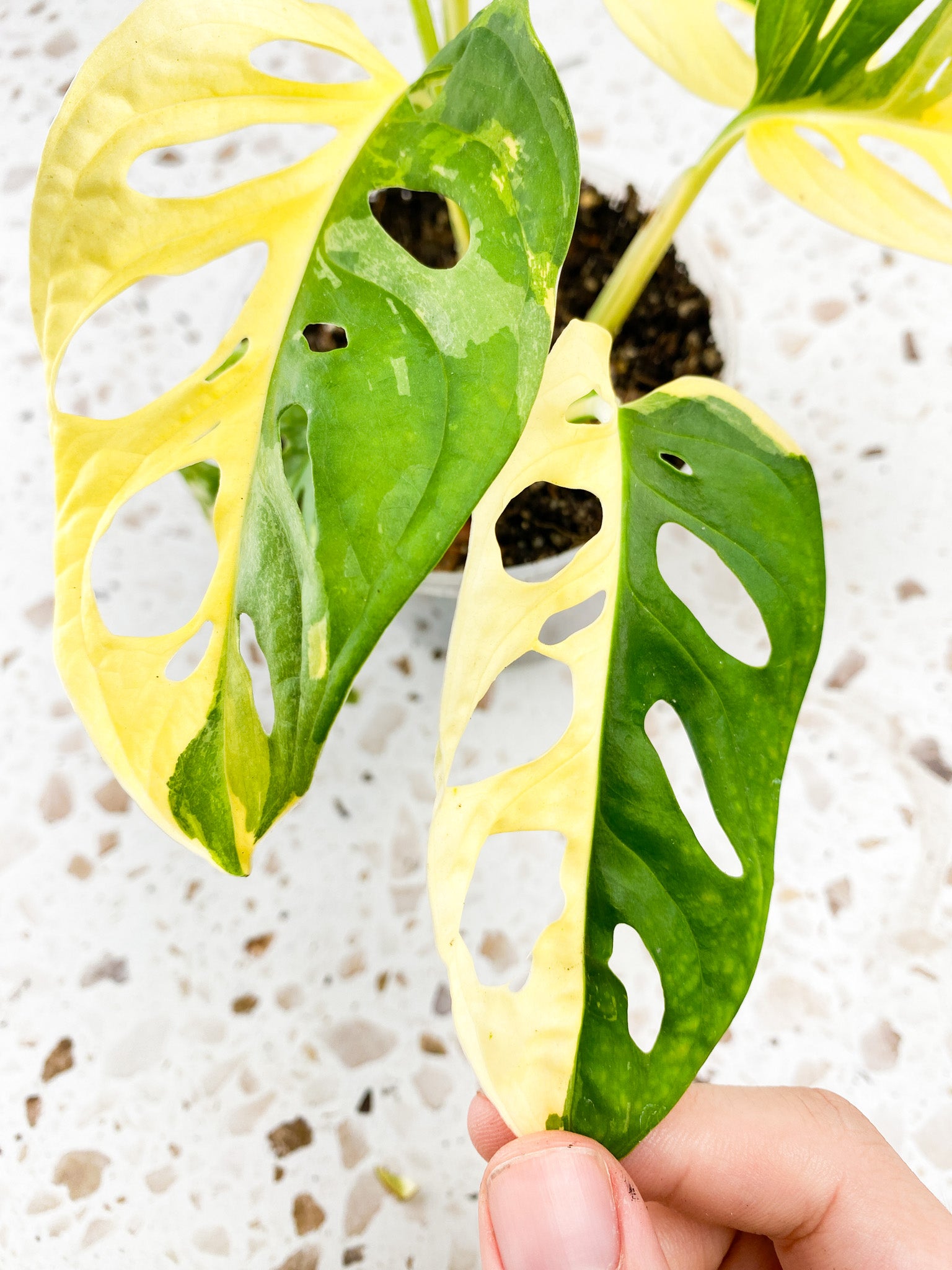 Monstera Adansonii Japanese Tricolor 5 leaves 1 unfurling top cutting