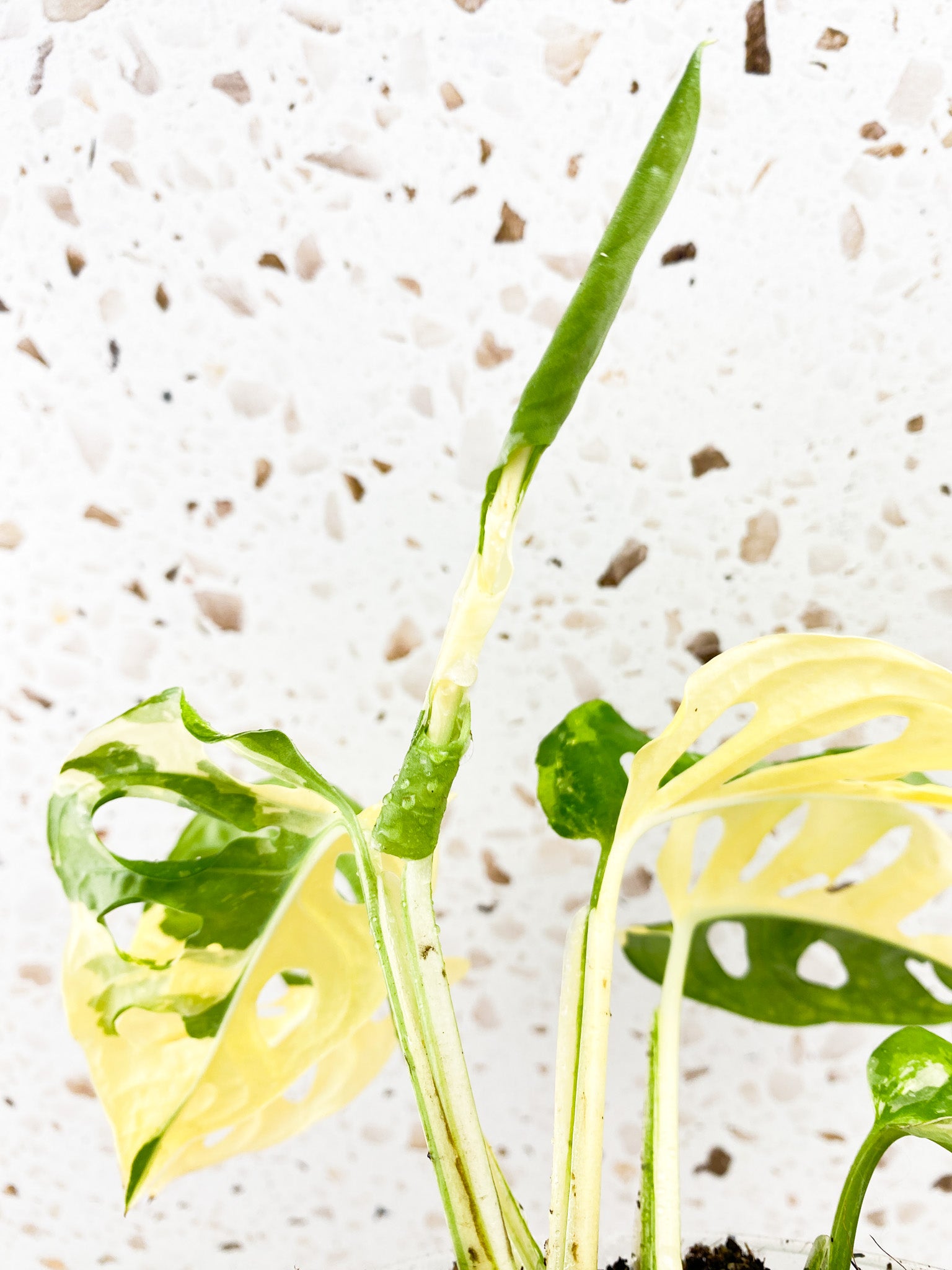 Monstera Adansonii Japanese Tricolor 5 leaves 1 unfurling top cutting