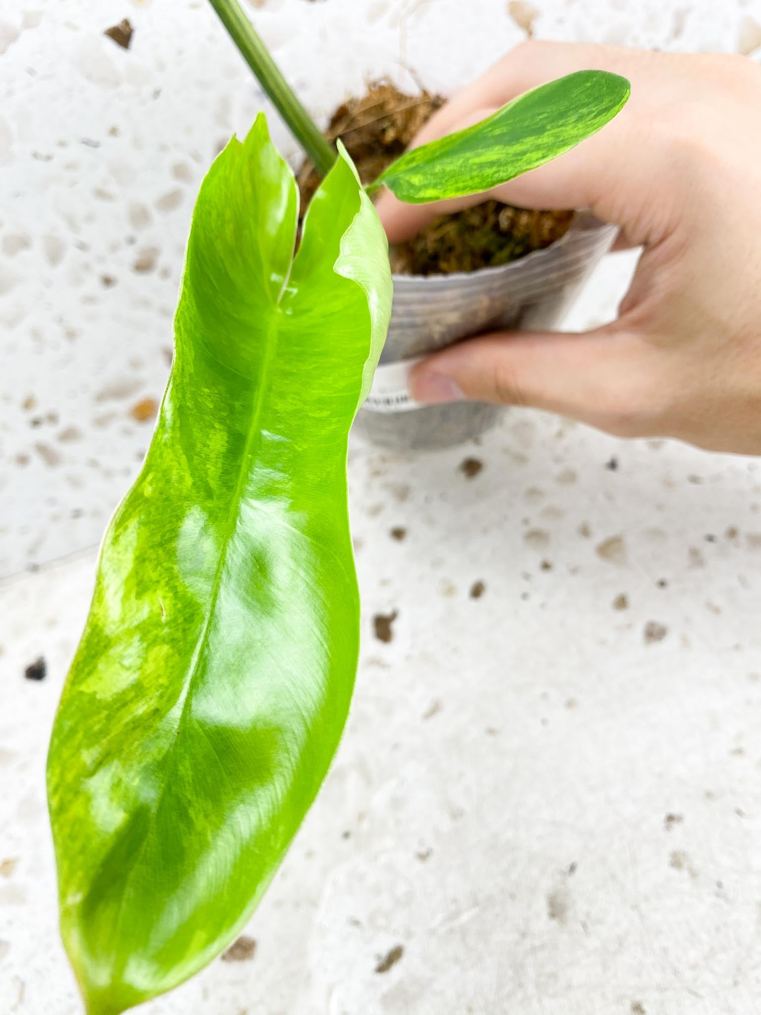 Unicorn: Philodendron Florida Beauty x Mayoi 3 leaves new top growth newest leaf is still unfurling highly variegated (rooting)