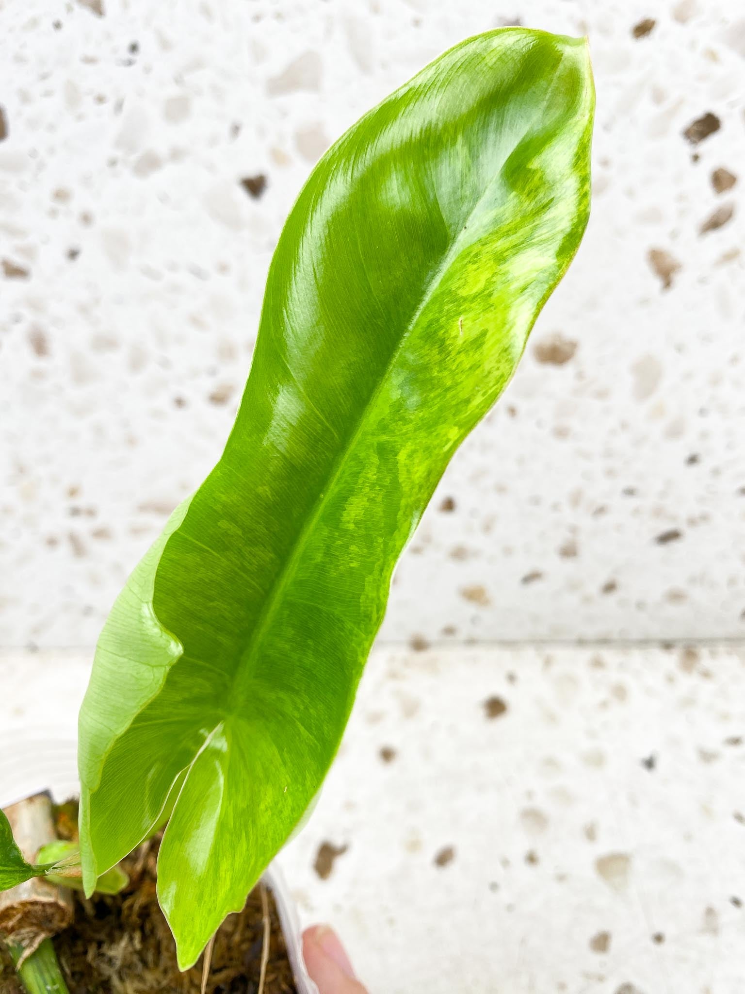 Unicorn: Philodendron Florida Beauty x Mayoi 3 leaves new top growth newest leaf is still unfurling highly variegated (rooting)