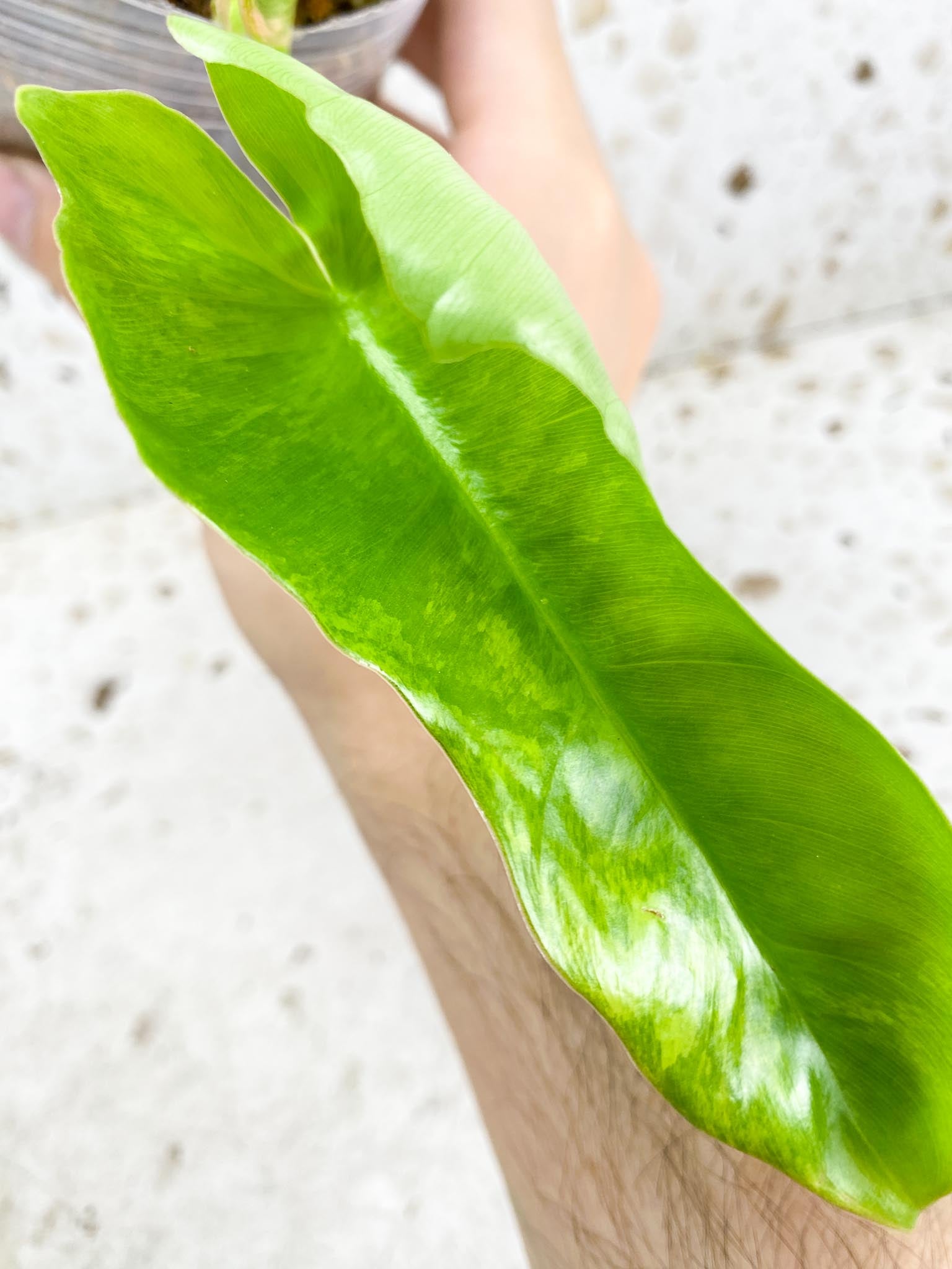 Unicorn: Philodendron Florida Beauty x Mayoi 3 leaves new top growth newest leaf is still unfurling highly variegated (rooting)