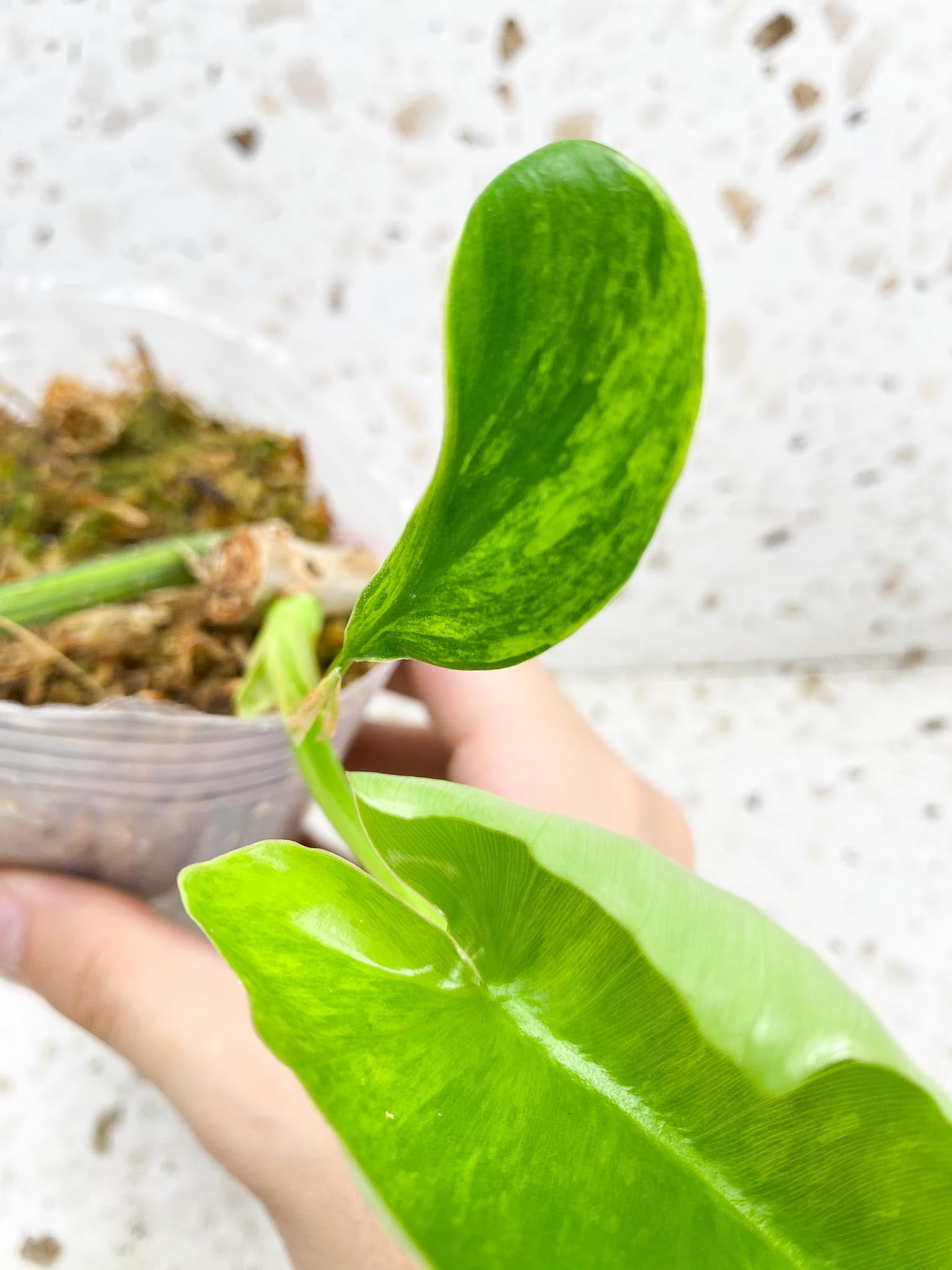 Unicorn: Philodendron Florida Beauty x Mayoi 3 leaves new top growth newest leaf is still unfurling highly variegated (rooting)