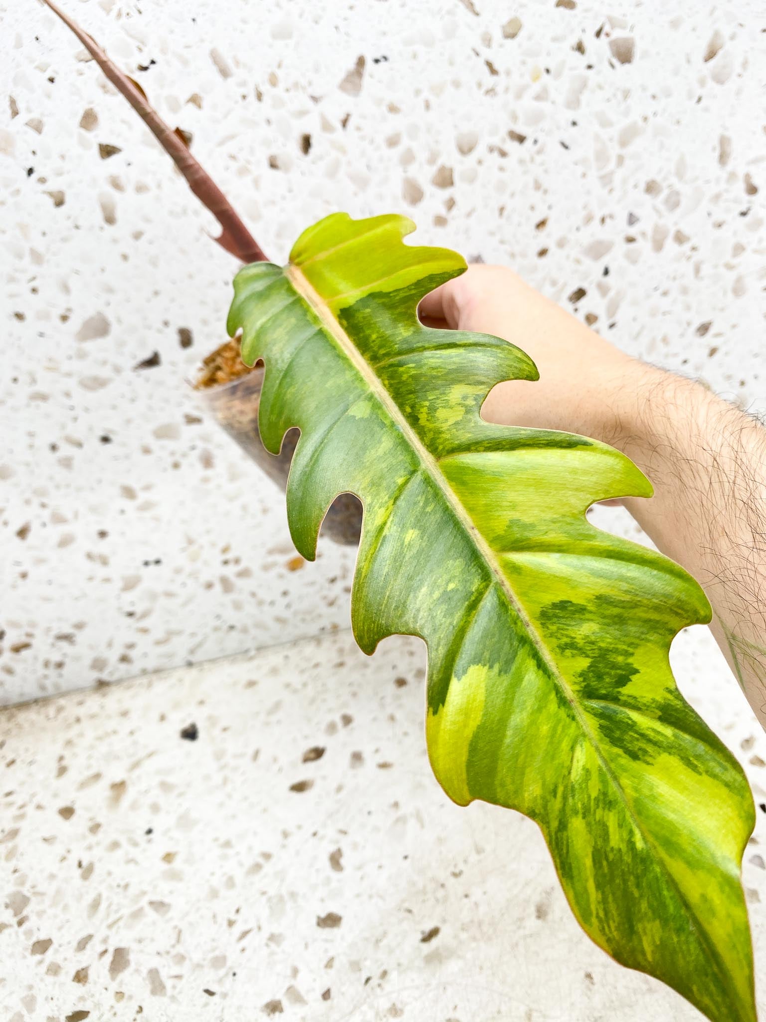 Unicorn: Philodendron Caramel Marble 2 leaf top cutting newest leaf is unfurling (rooting)