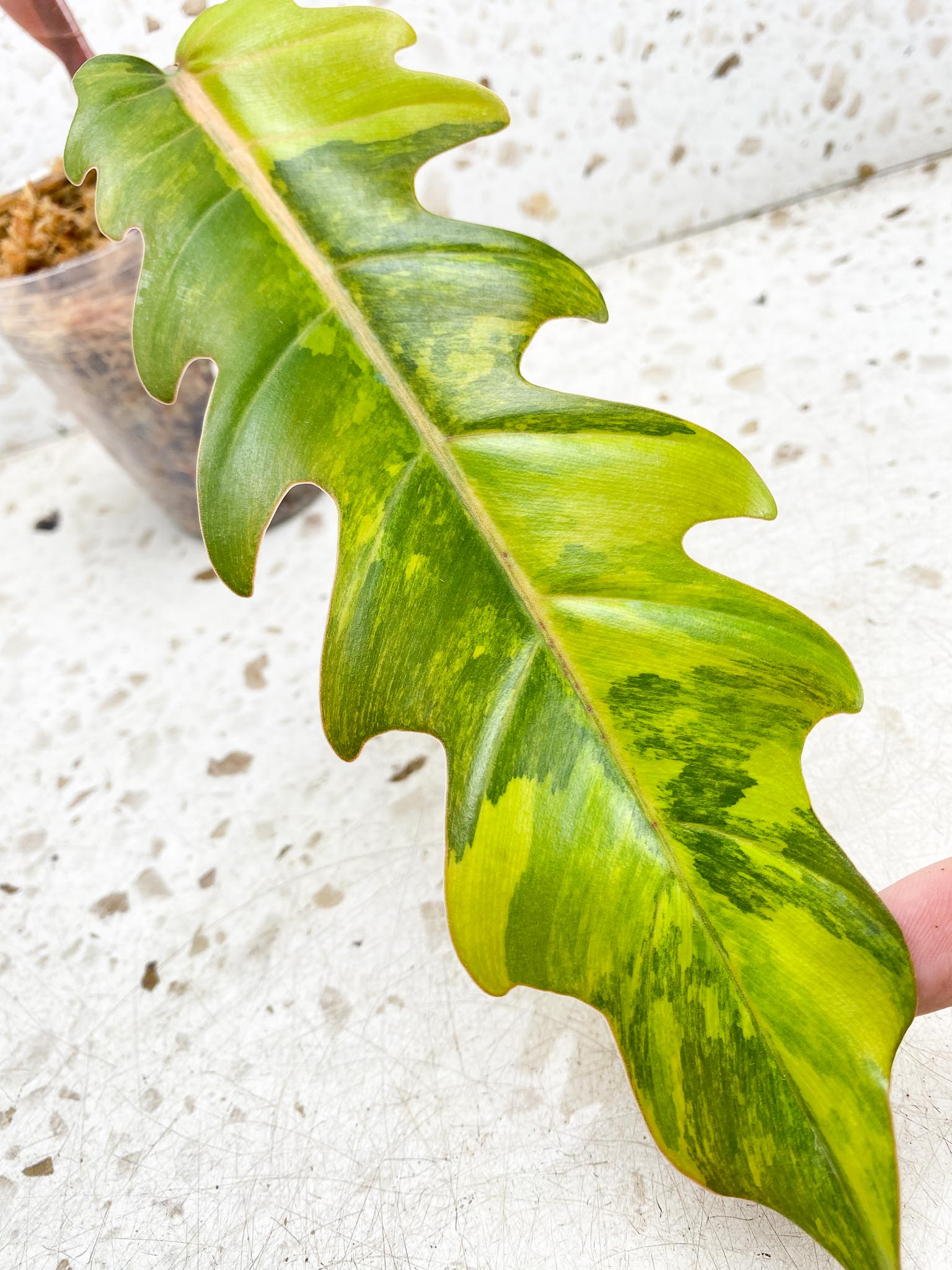 Unicorn: Philodendron Caramel Marble 2 leaf top cutting newest leaf is unfurling (rooting)