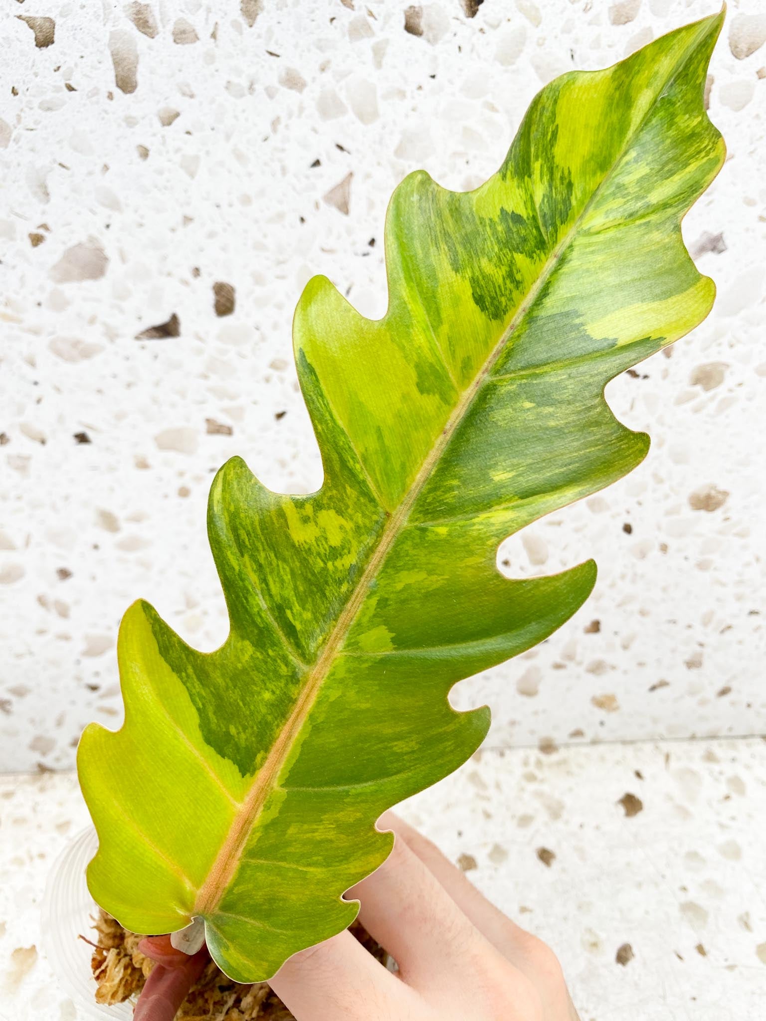 Unicorn: Philodendron Caramel Marble 2 leaf top cutting newest leaf is unfurling (rooting)