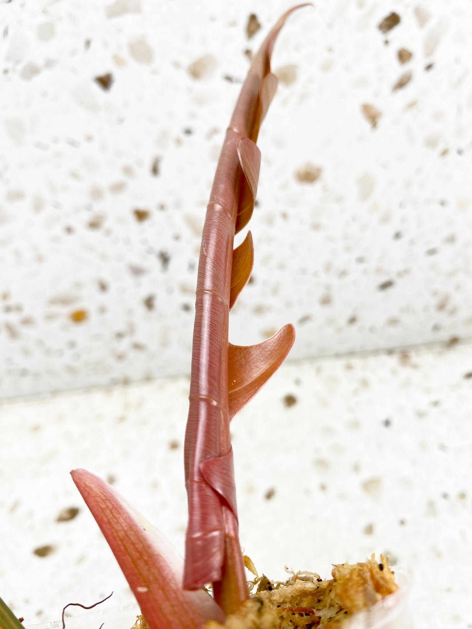 Unicorn: Philodendron Caramel Marble 2 leaf top cutting newest leaf is unfurling (rooting)