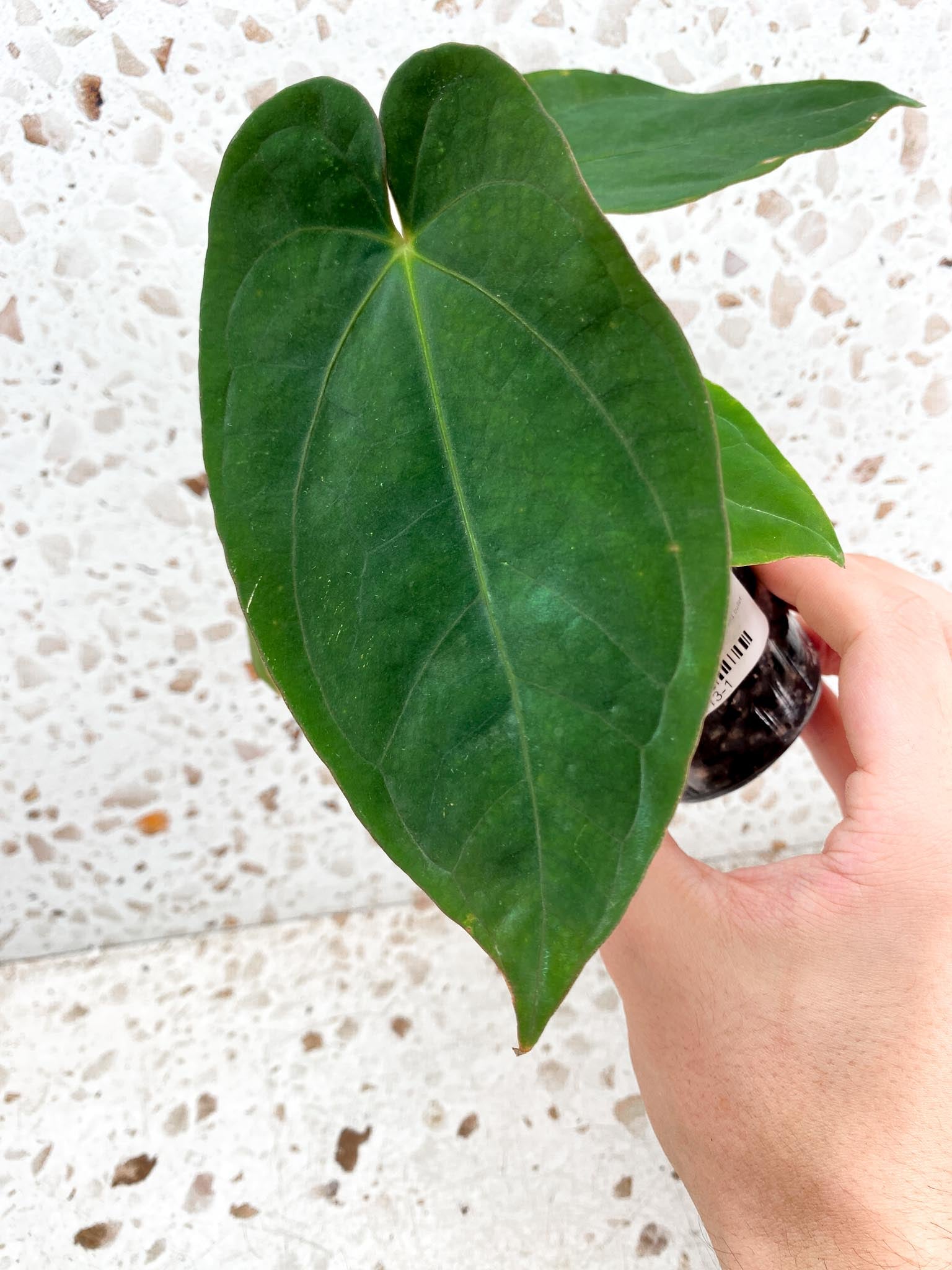 Anthurium Ace of Spades Tezula x Papillilaminum Long and Bullet 5 leaves 1 shoot seedling (rooting)