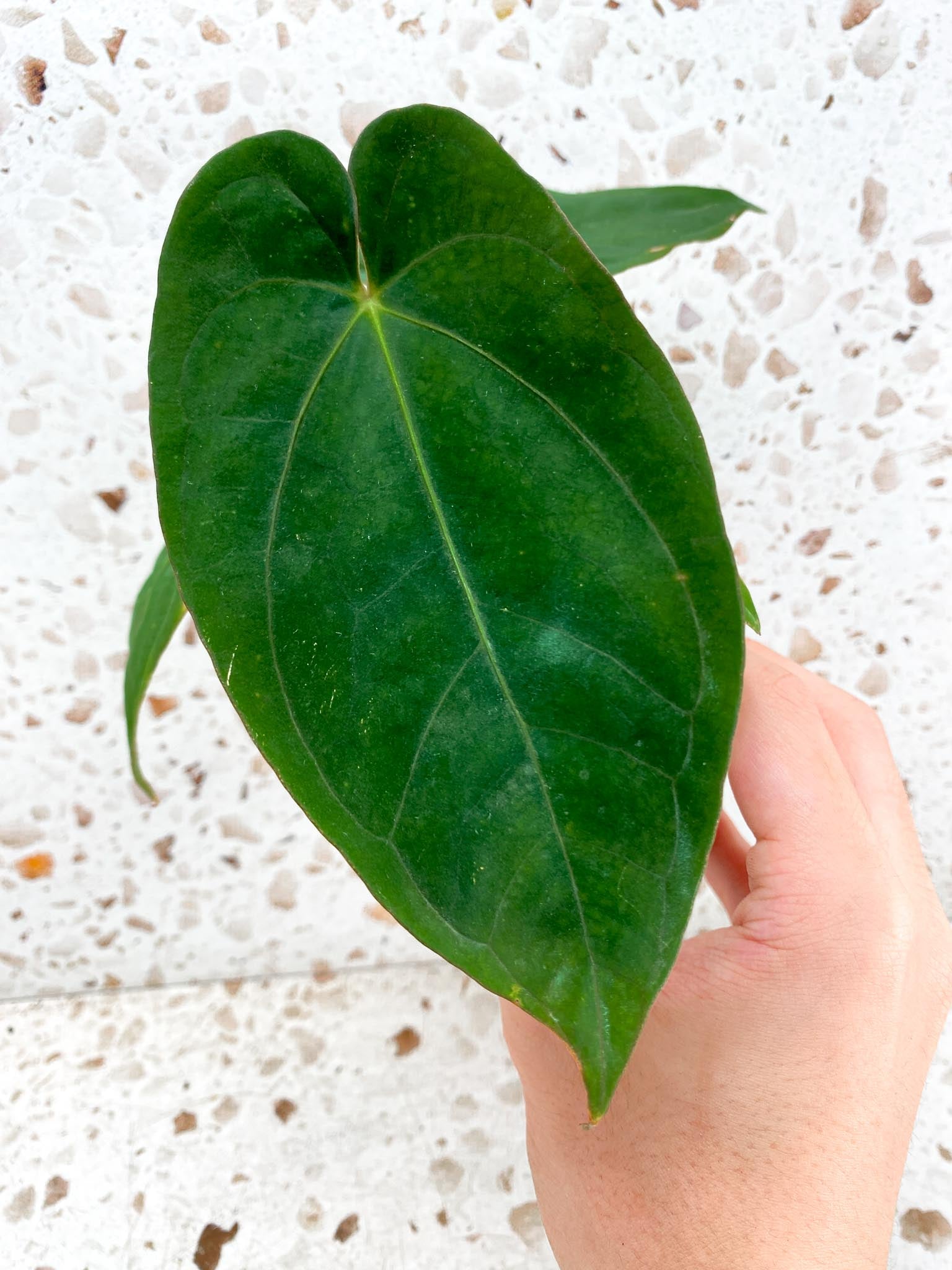 Anthurium Ace of Spades Tezula x Papillilaminum Long and Bullet 5 leaves 1 shoot seedling (rooting)