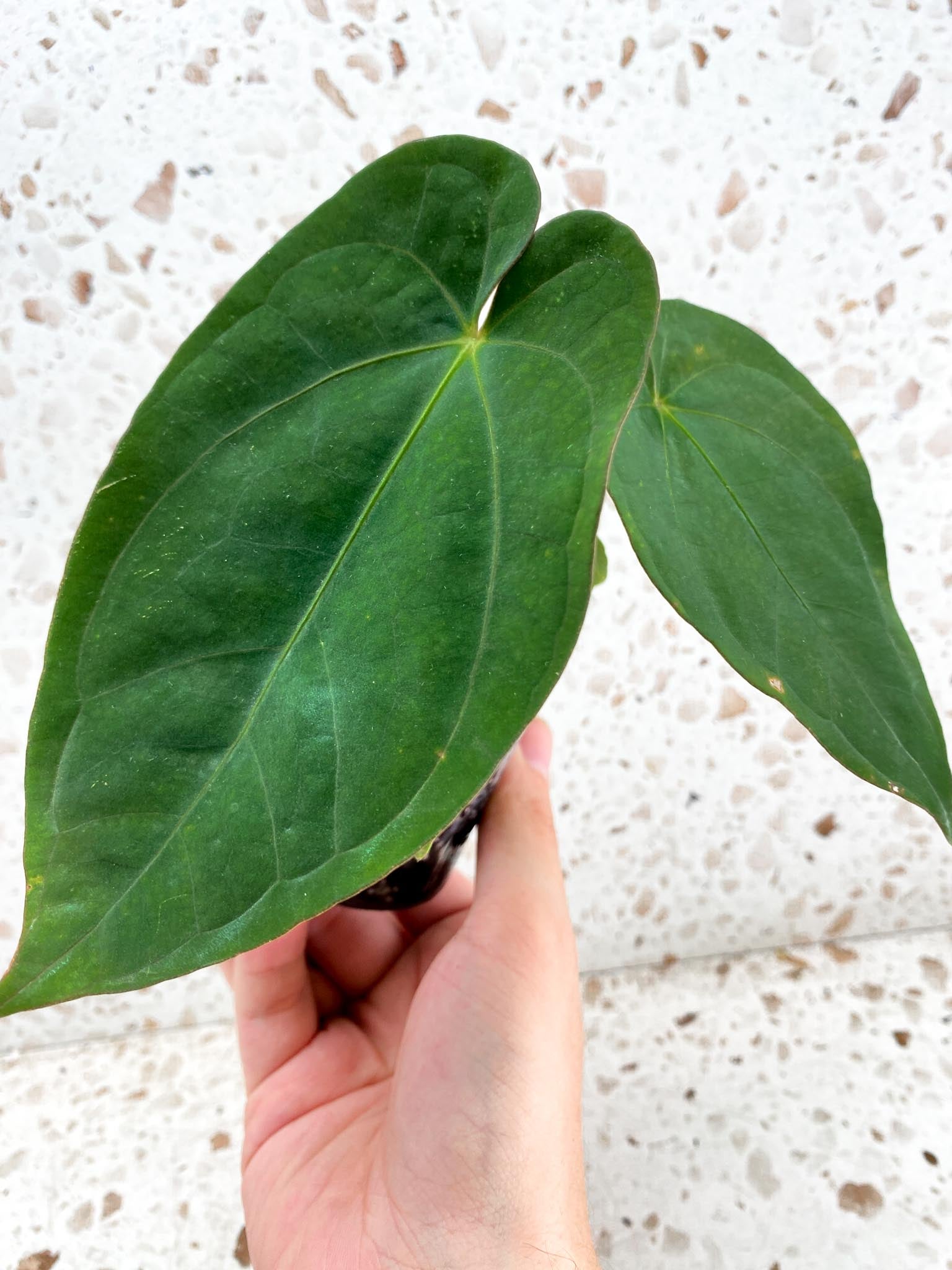 Anthurium Ace of Spades Tezula x Papillilaminum Long and Bullet 5 leaves 1 shoot seedling (rooting)