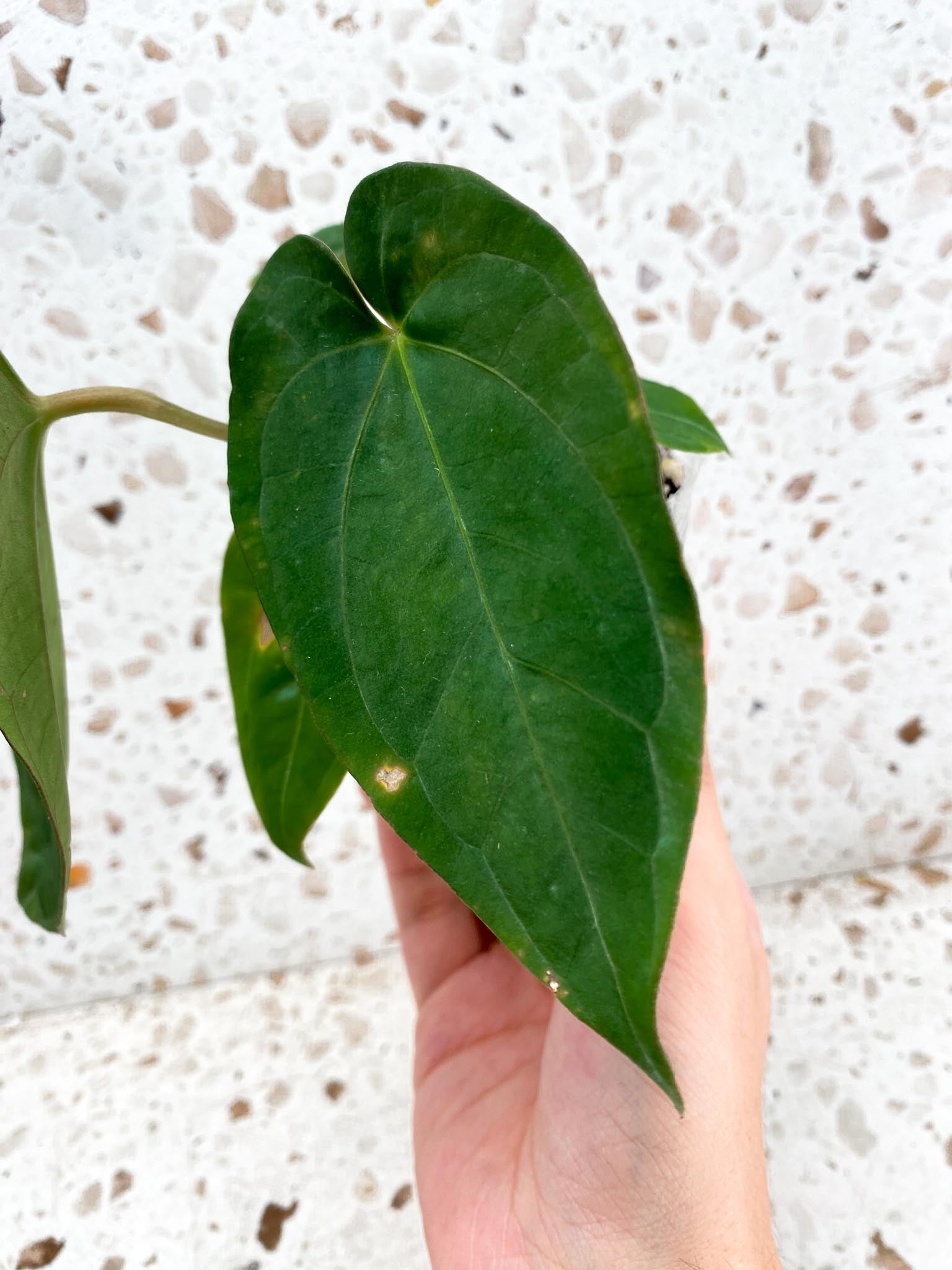 Anthurium Ace of Spades Tezula x Papillilaminum Long and Bullet 5 leaves 1 shoot seedling (rooting)