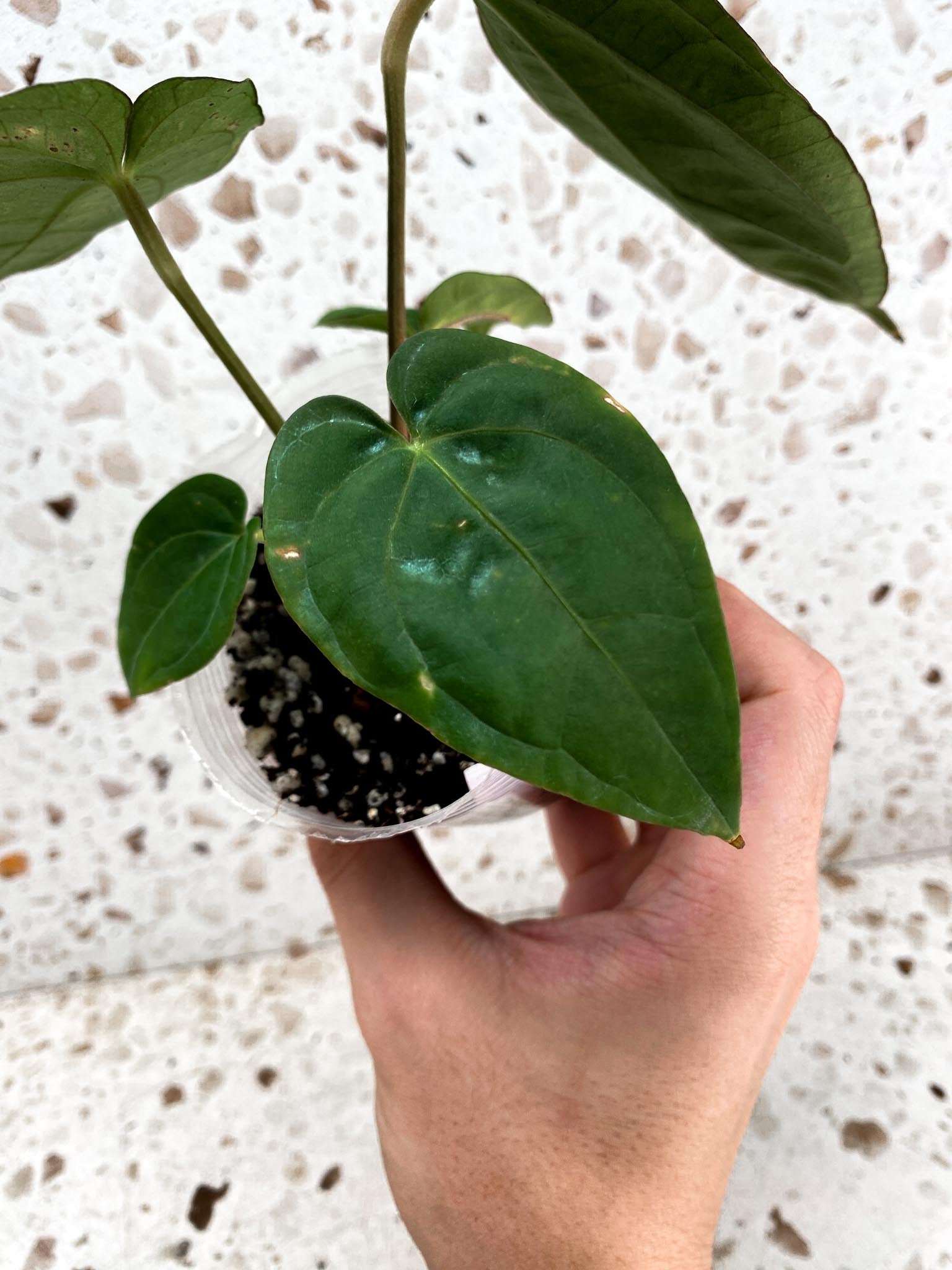 Anthurium Ace of Spades Tezula x Papillilaminum Long and Bullet 5 leaves 1 shoot seedling (rooting)