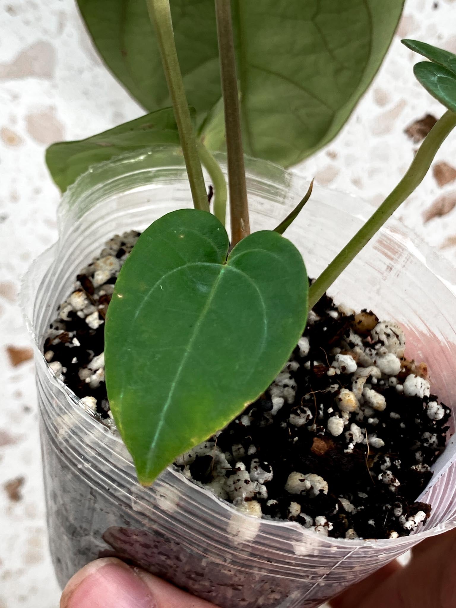 Anthurium Ace of Spades Tezula x Papillilaminum Long and Bullet 5 leaves 1 shoot seedling (rooting)