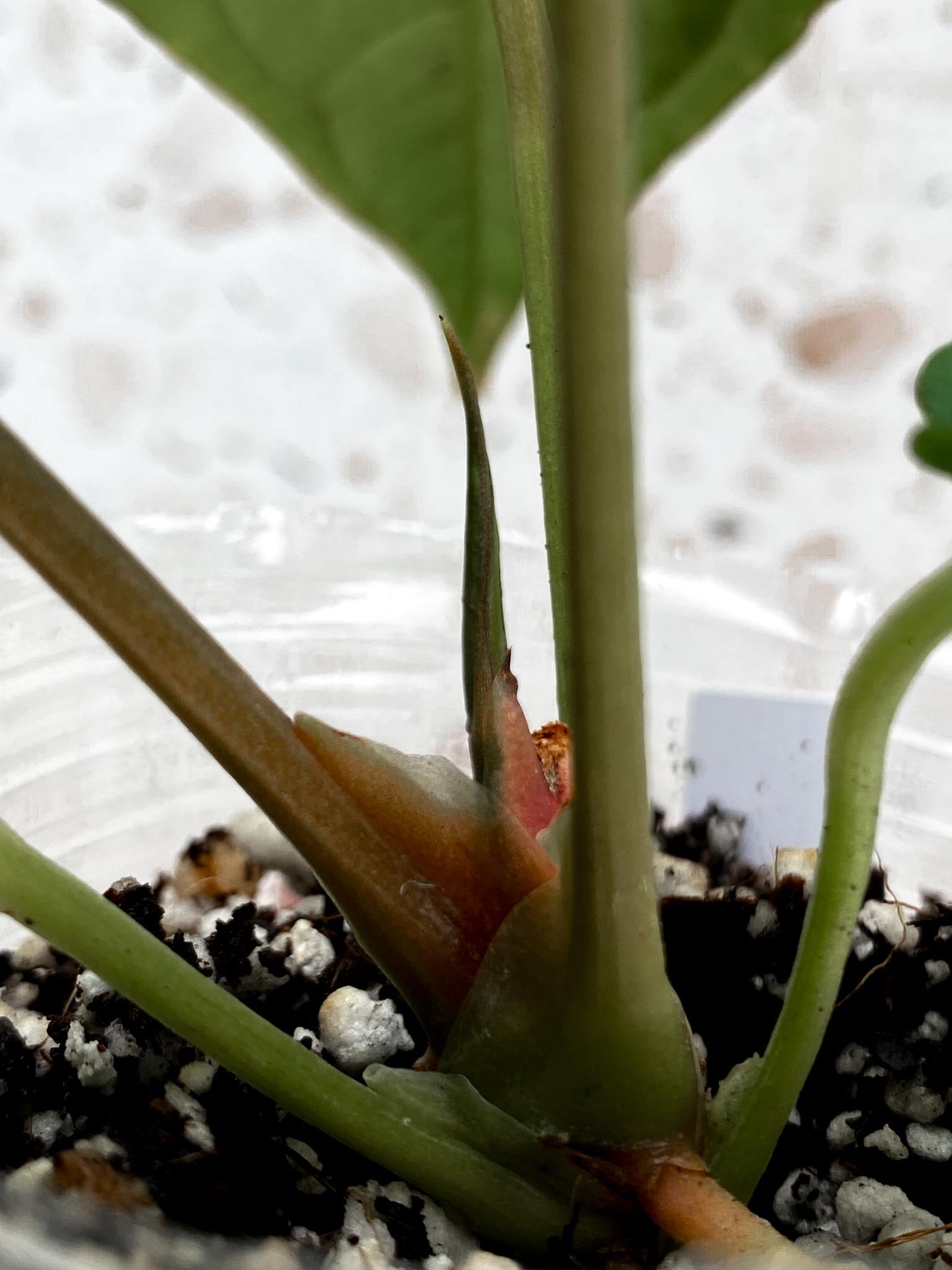 Anthurium Ace of Spades Tezula x Papillilaminum Long and Bullet 5 leaves 1 shoot seedling (rooting)