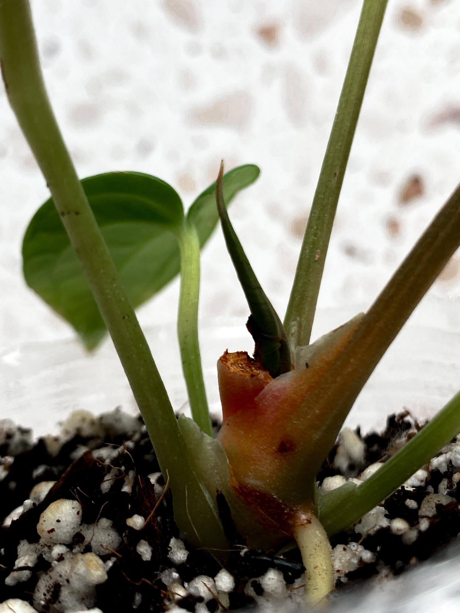 Anthurium Ace of Spades Tezula x Papillilaminum Long and Bullet 5 leaves 1 shoot seedling (rooting)