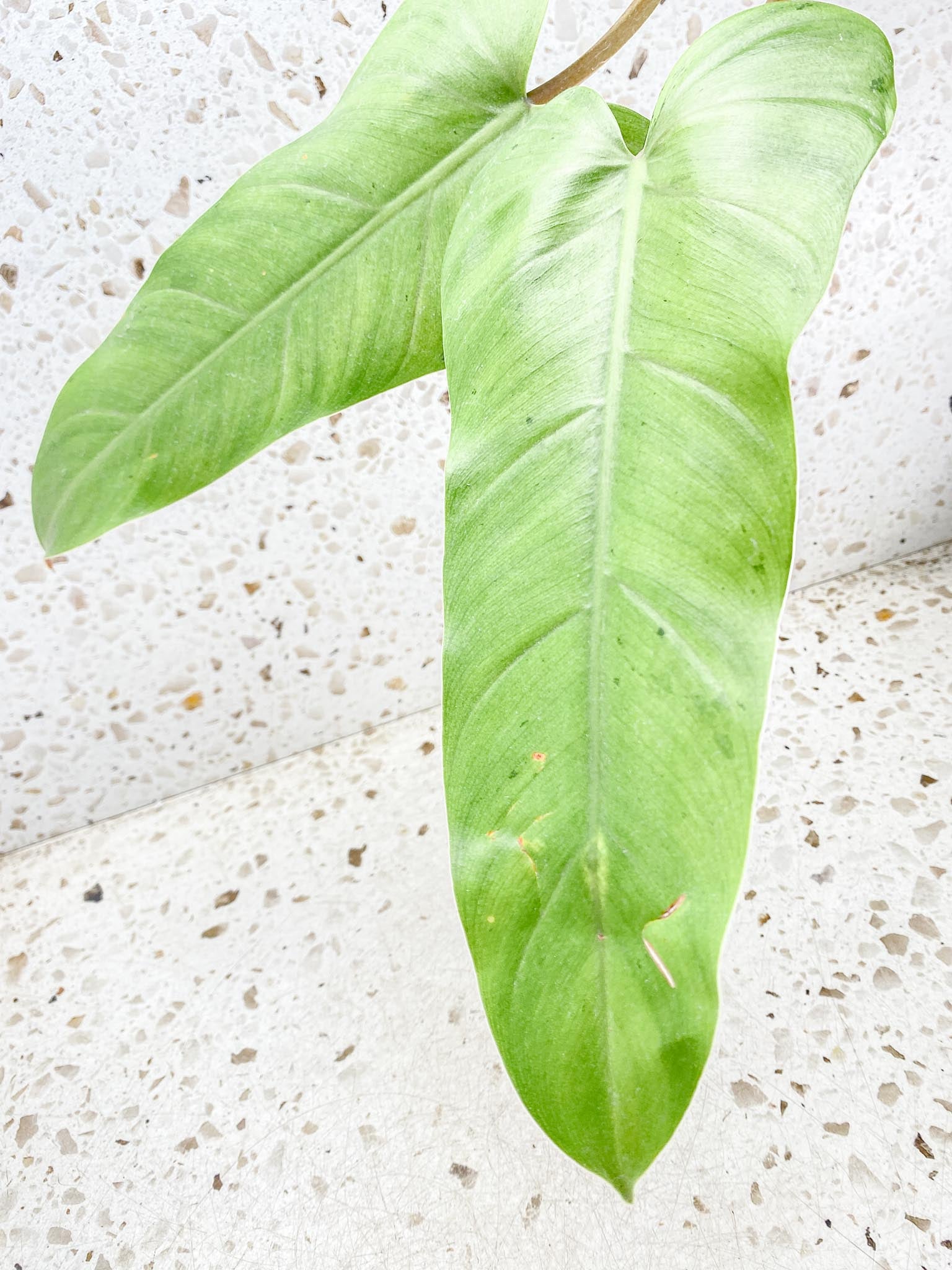 Philodendron Whipple Way A++ (US clone) 2 big leaves active node (slightly rooted)