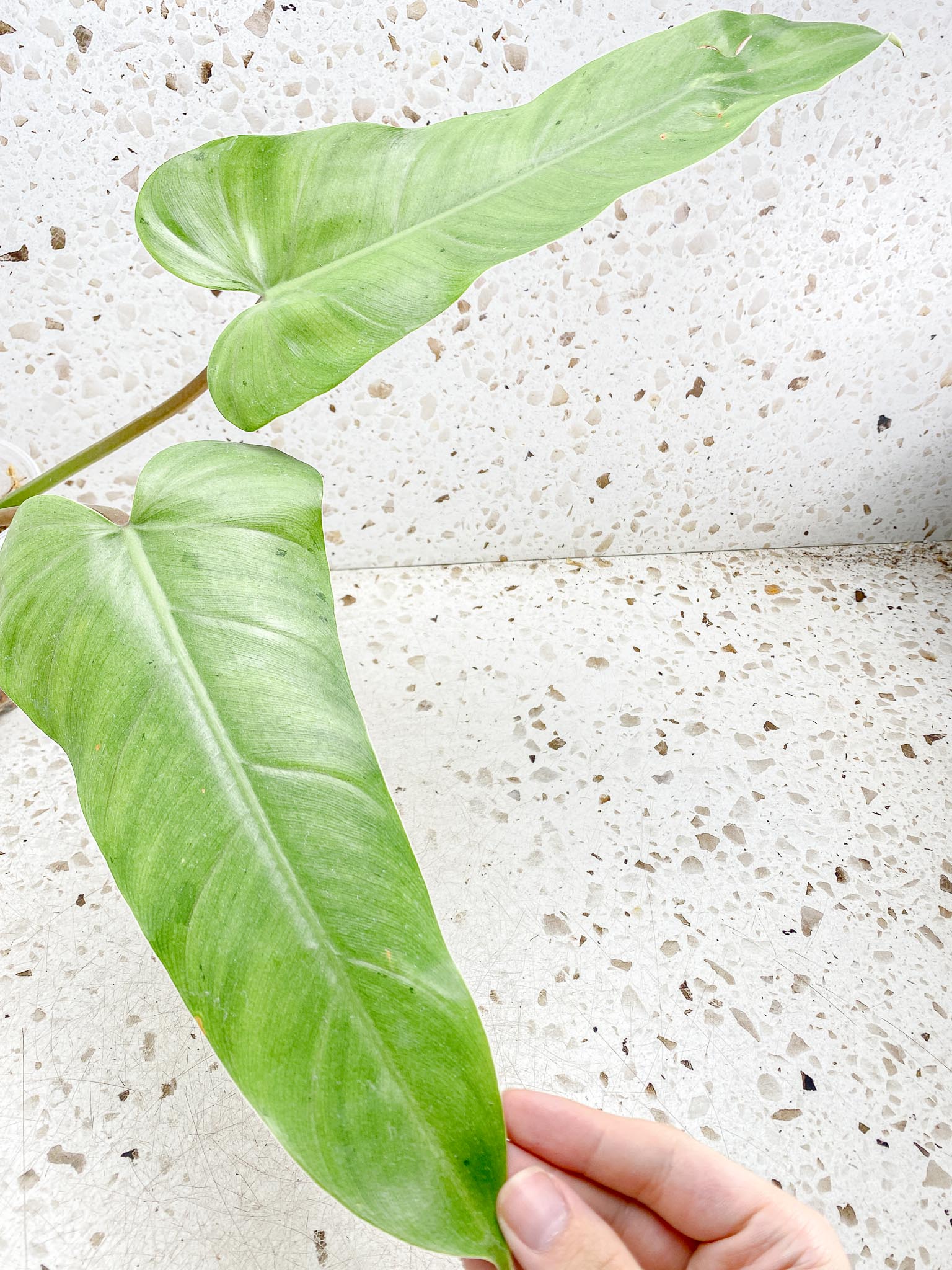 Philodendron Whipple Way A++ (US clone) 2 big leaves active node (slightly rooted)
