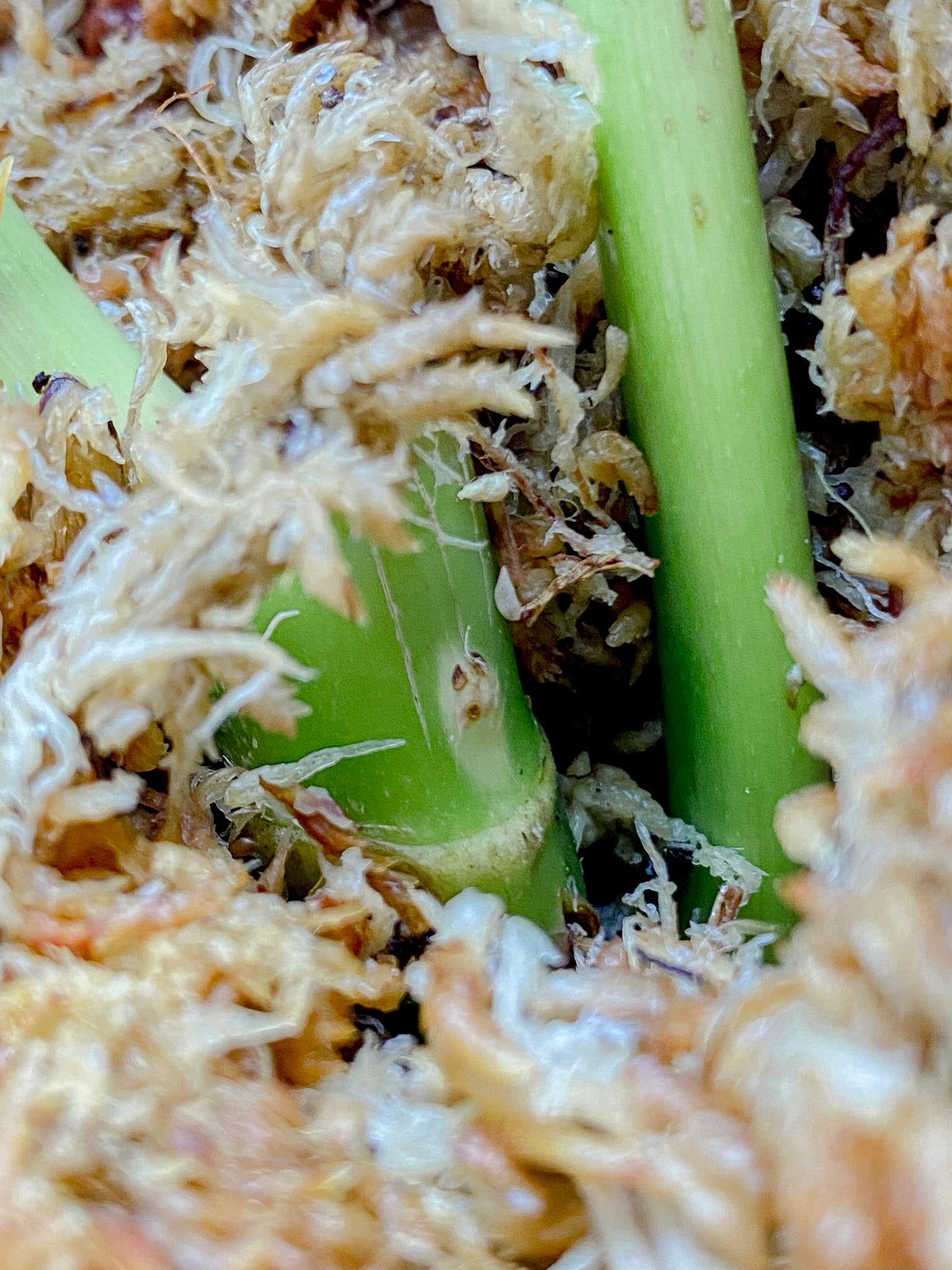 Philodendron Whipple Way A++ (US clone) 2 big leaves active node (slightly rooted)
