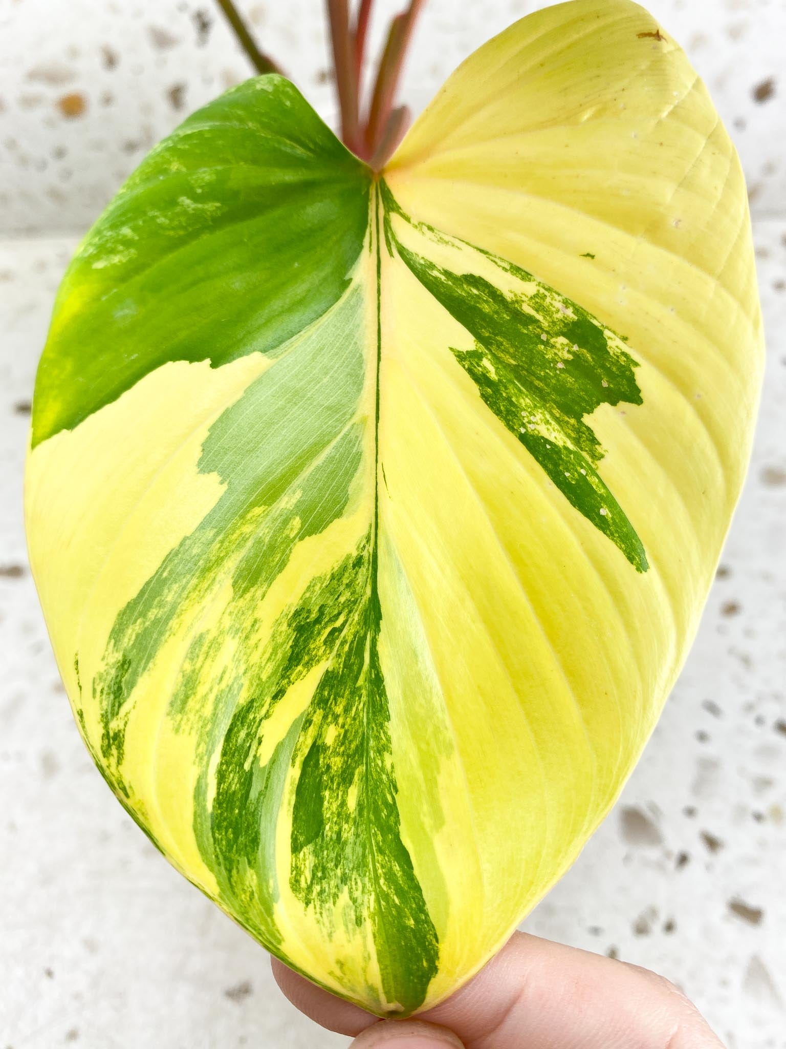 Unicorn: Homalomena Aurea Pink Variegated 6 leaf top cutting (rooting)