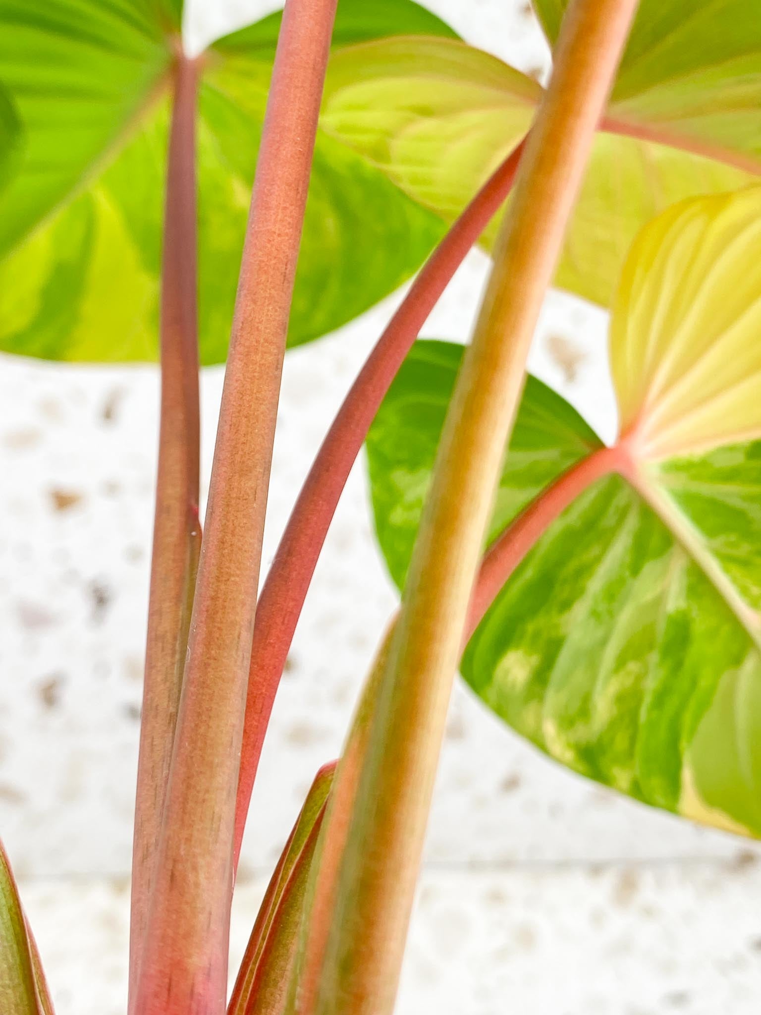 Unicorn: Homalomena Aurea Pink Variegated 6 leaf top cutting (rooting)