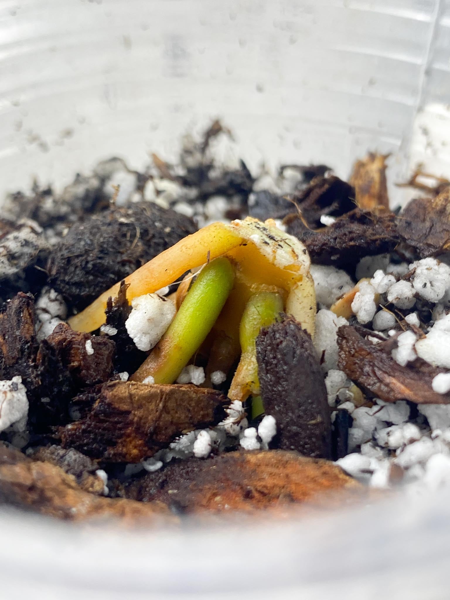 *Aglaonema Siam Perfect triple node and buds (rooting)