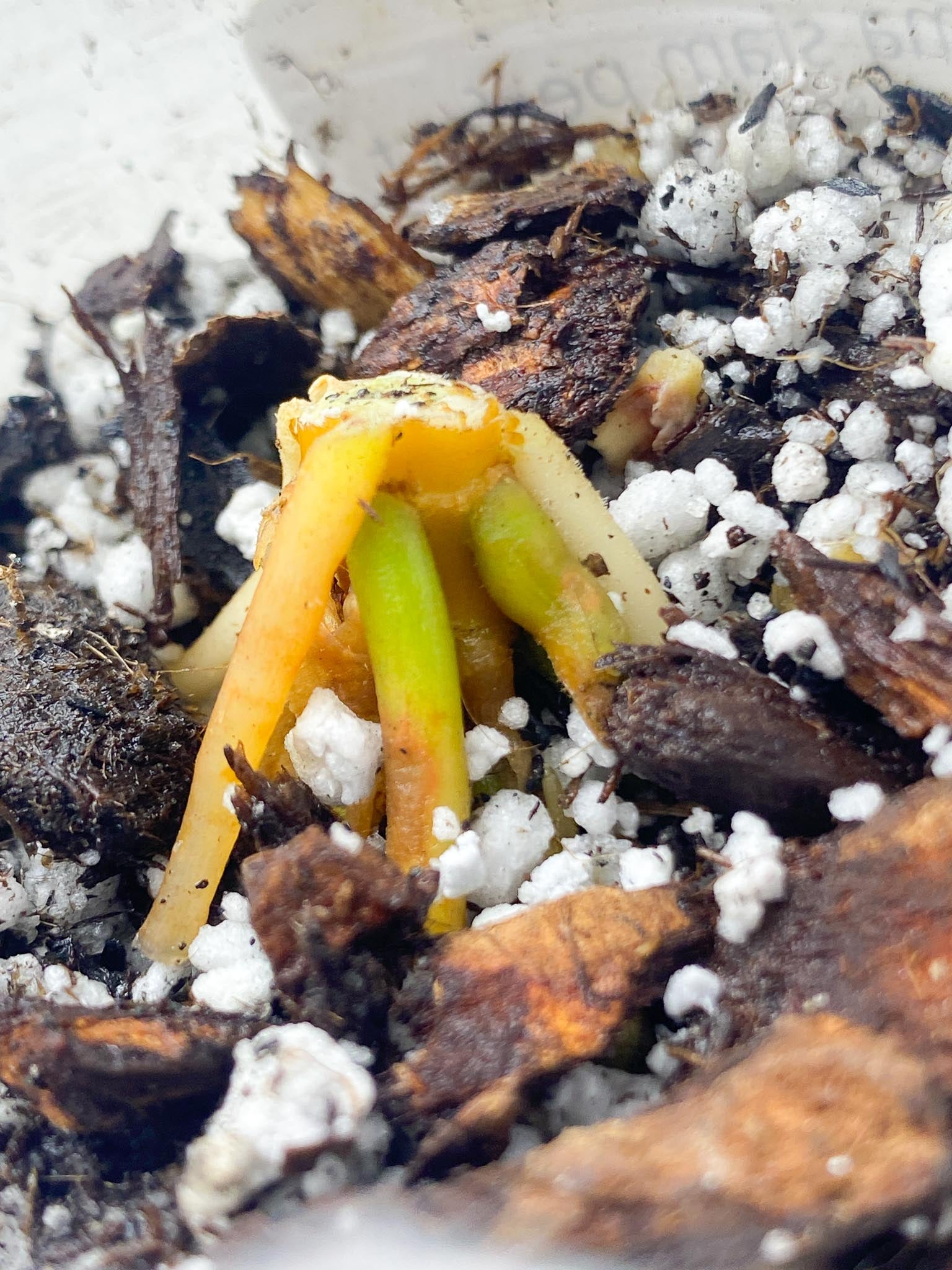 *Aglaonema Siam Perfect triple node and buds (rooting)